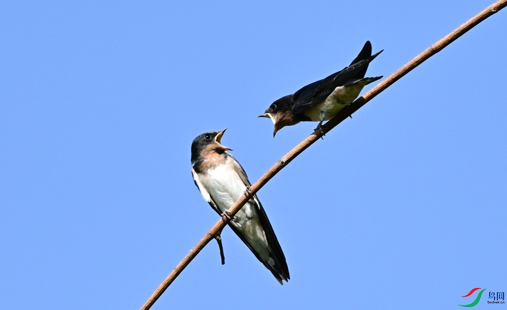 DSC_4650.JPG
