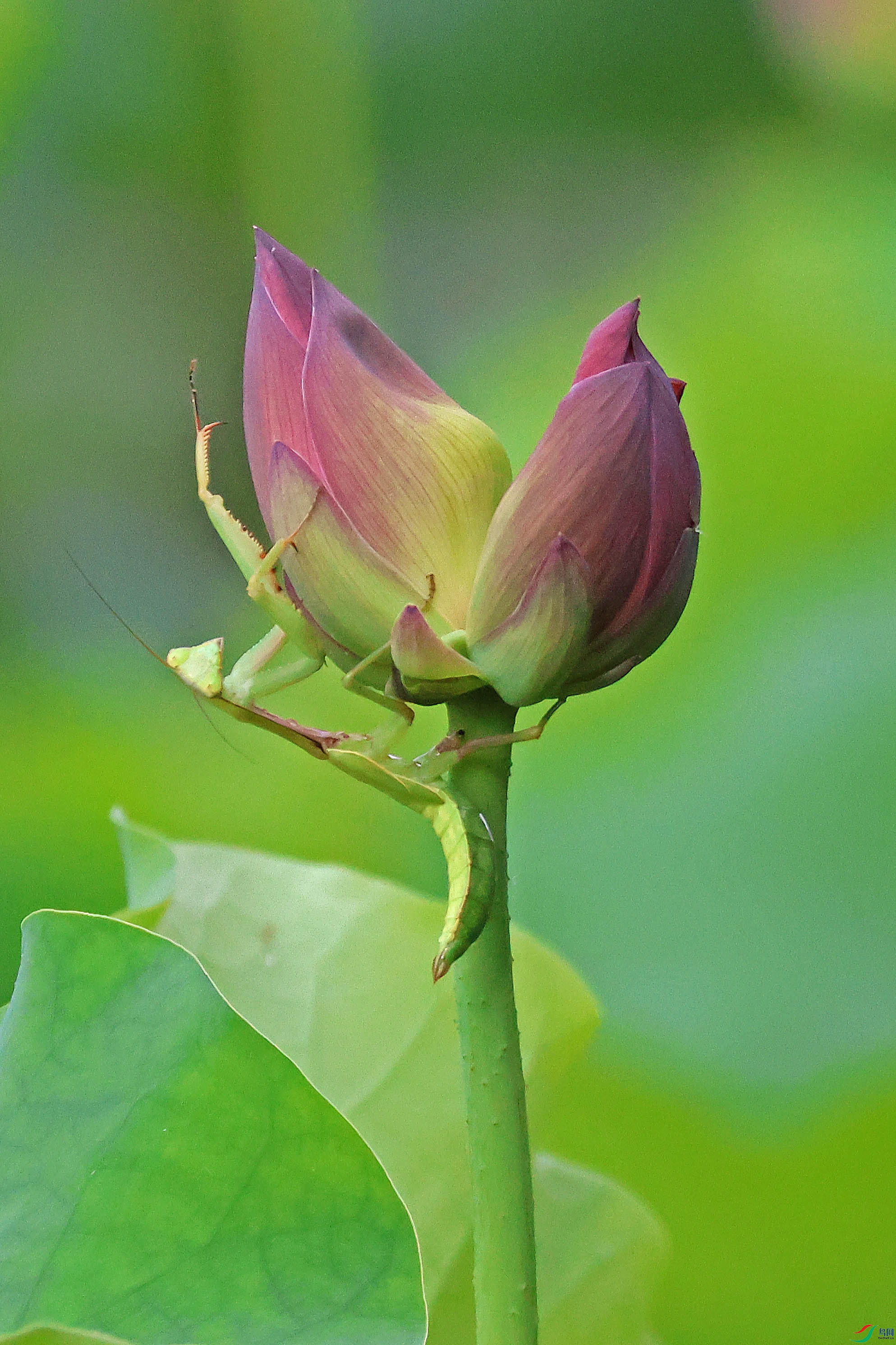 2G9A4751.JPG