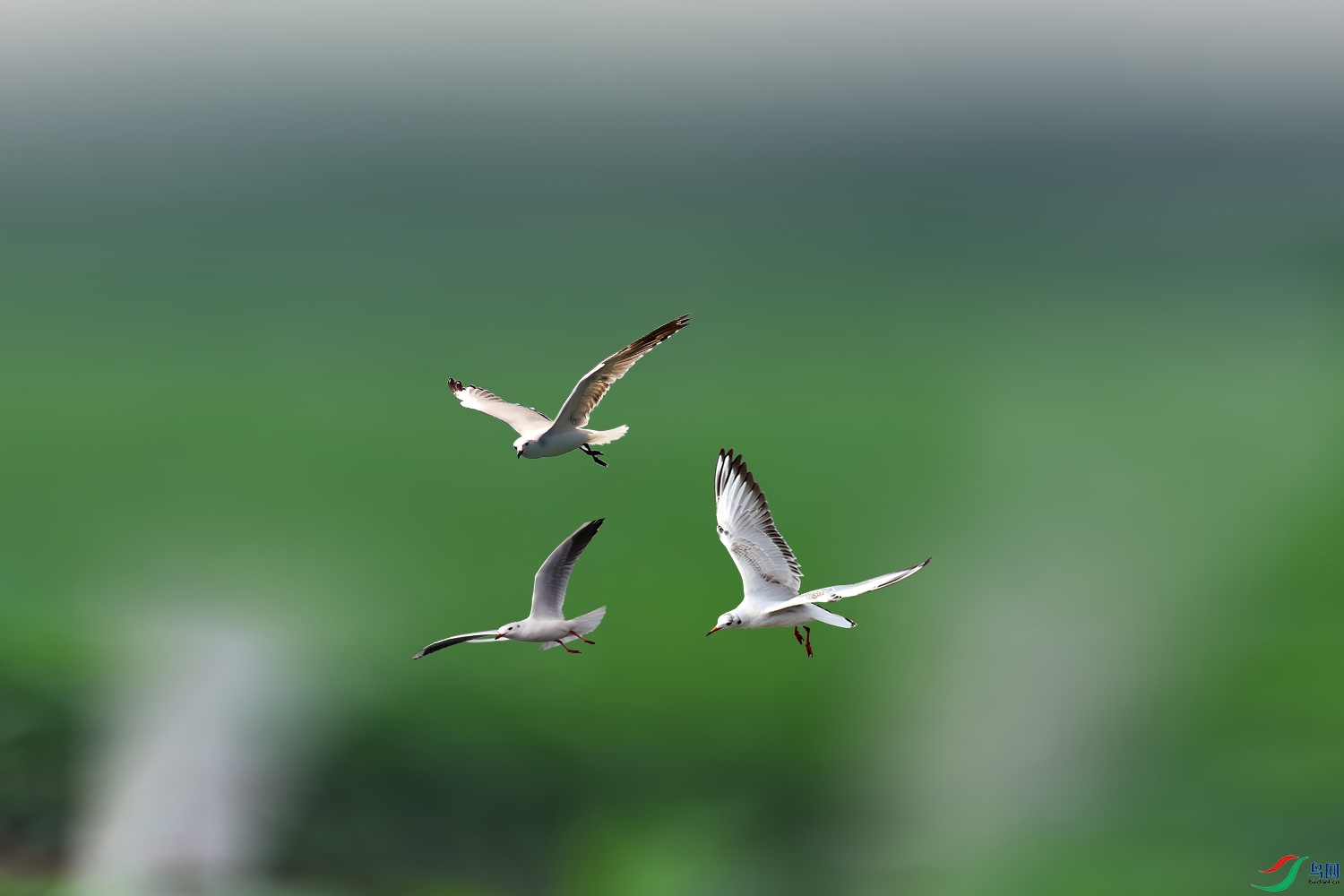 IMG_2580��ѹ�� ��.jpg