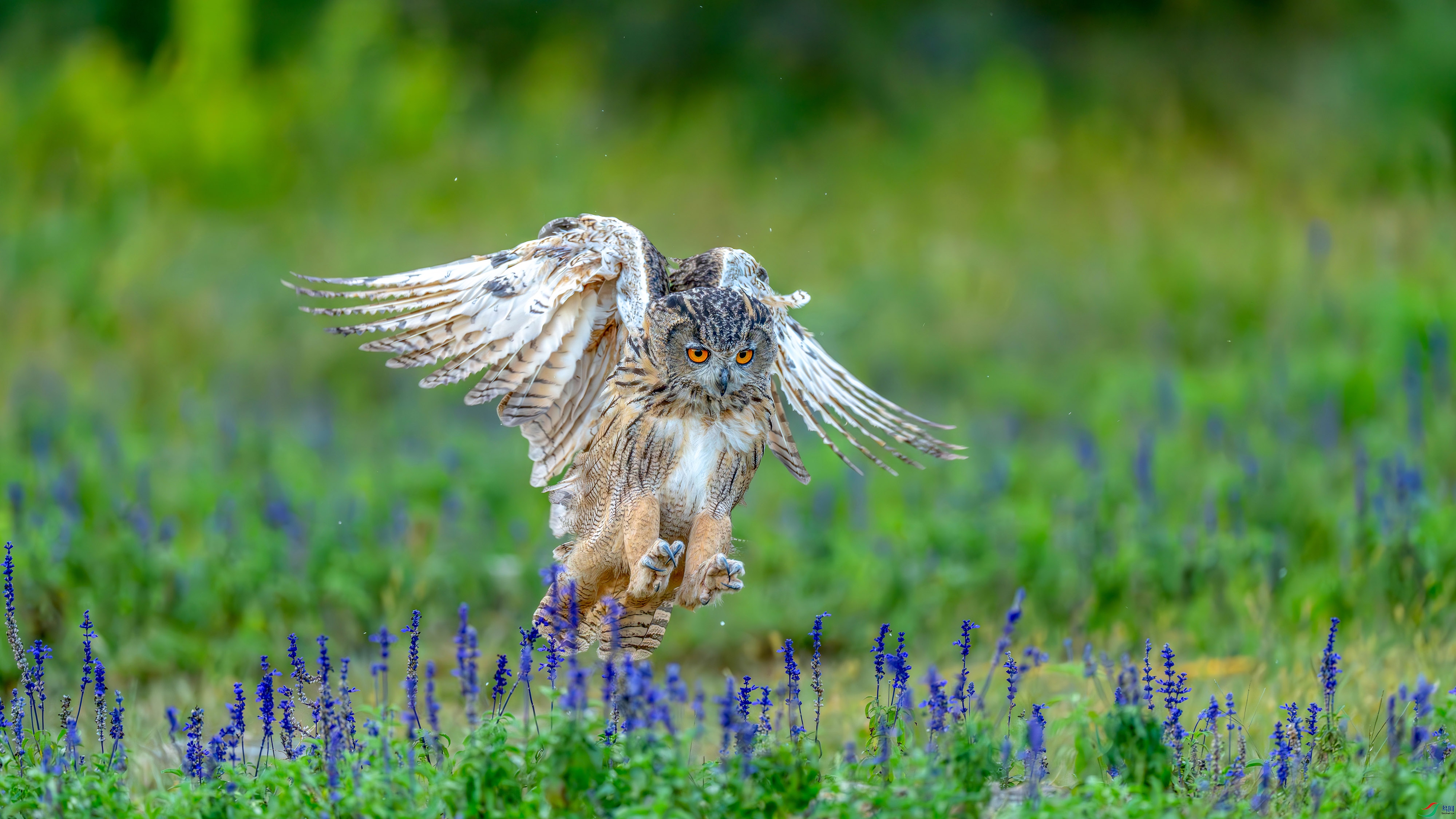 DSC00946 ���� 2.jpg