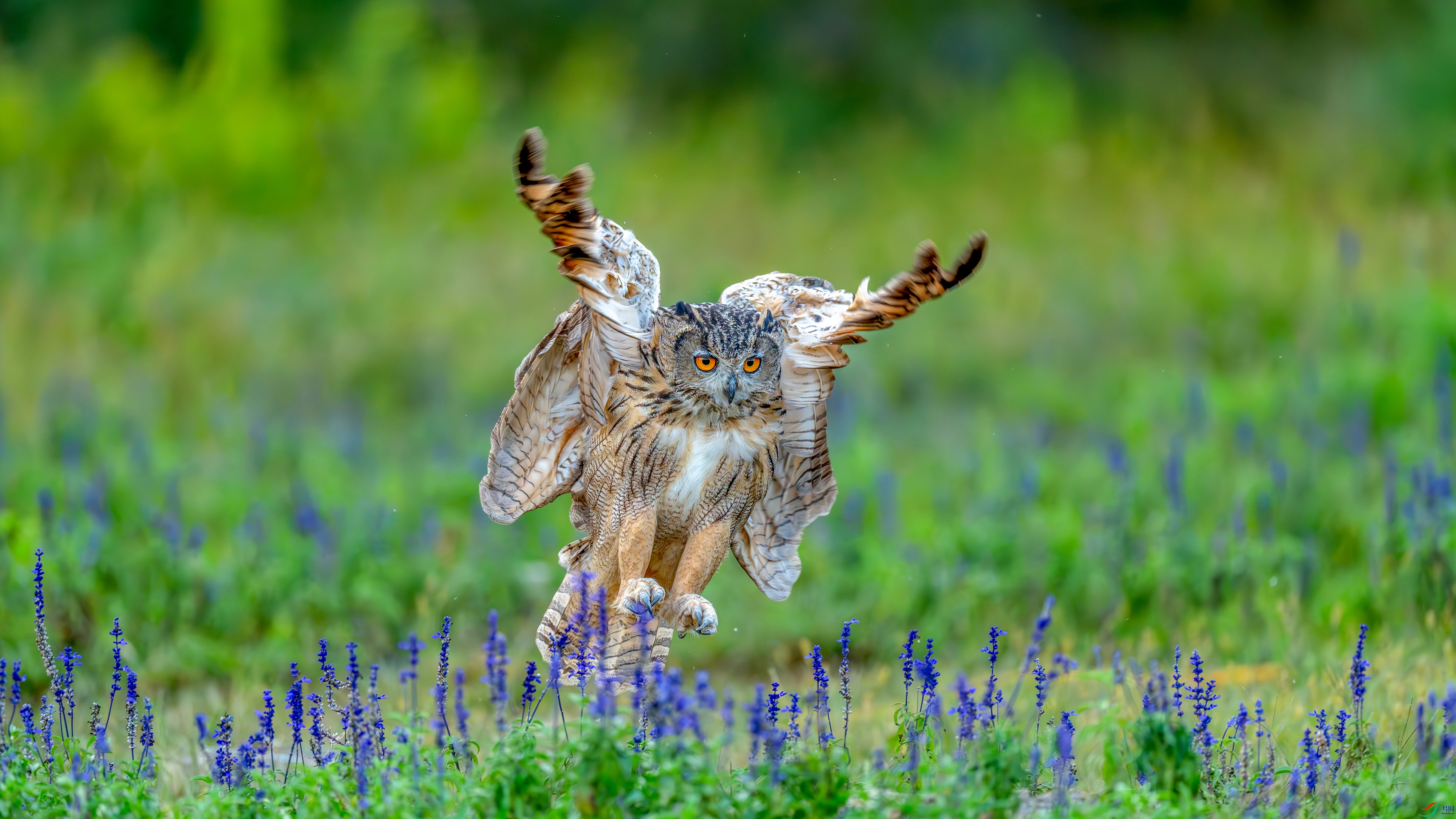 DSC00945 ���� 2.jpg