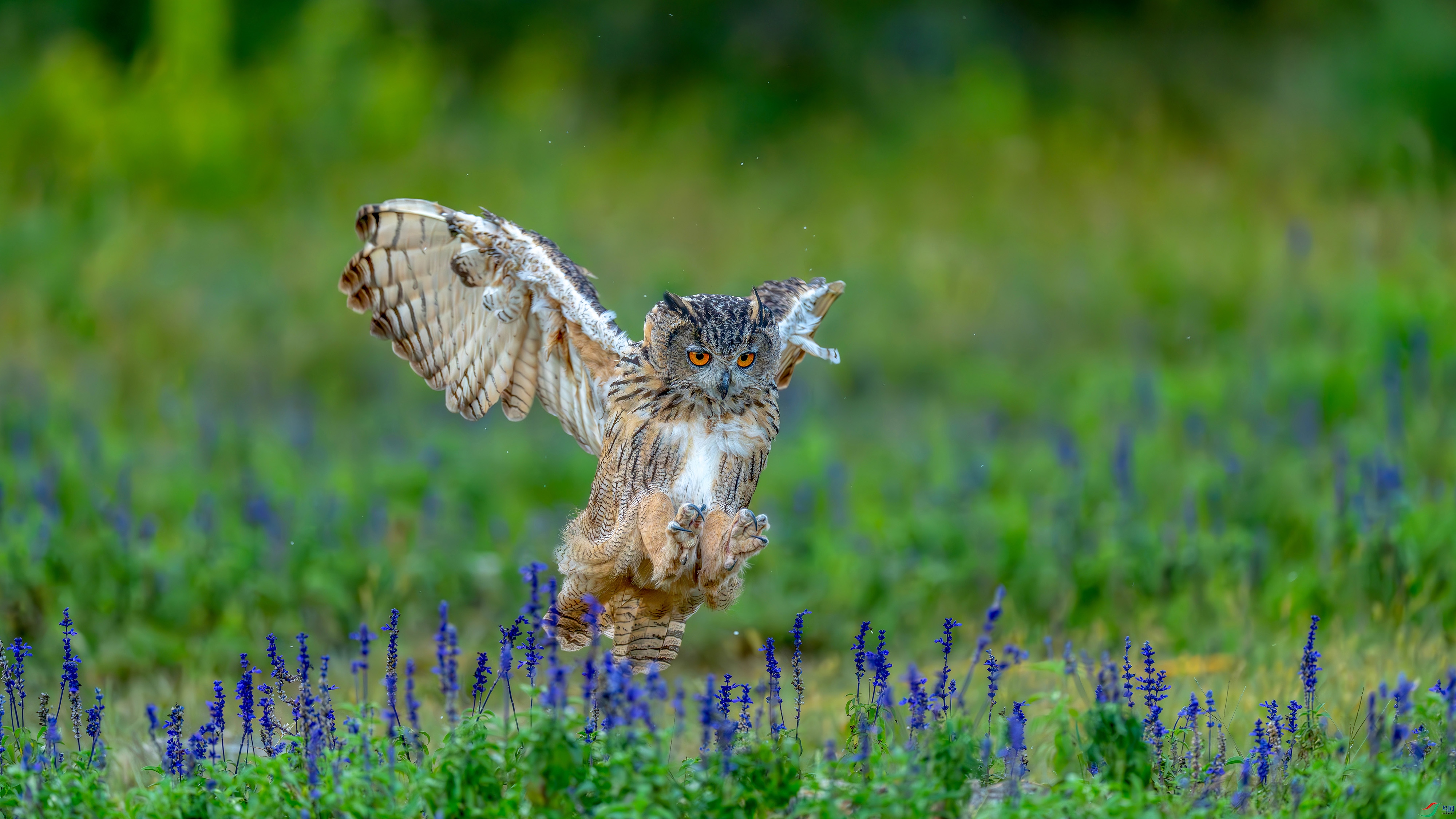 DSC00947 ���� 2.jpg