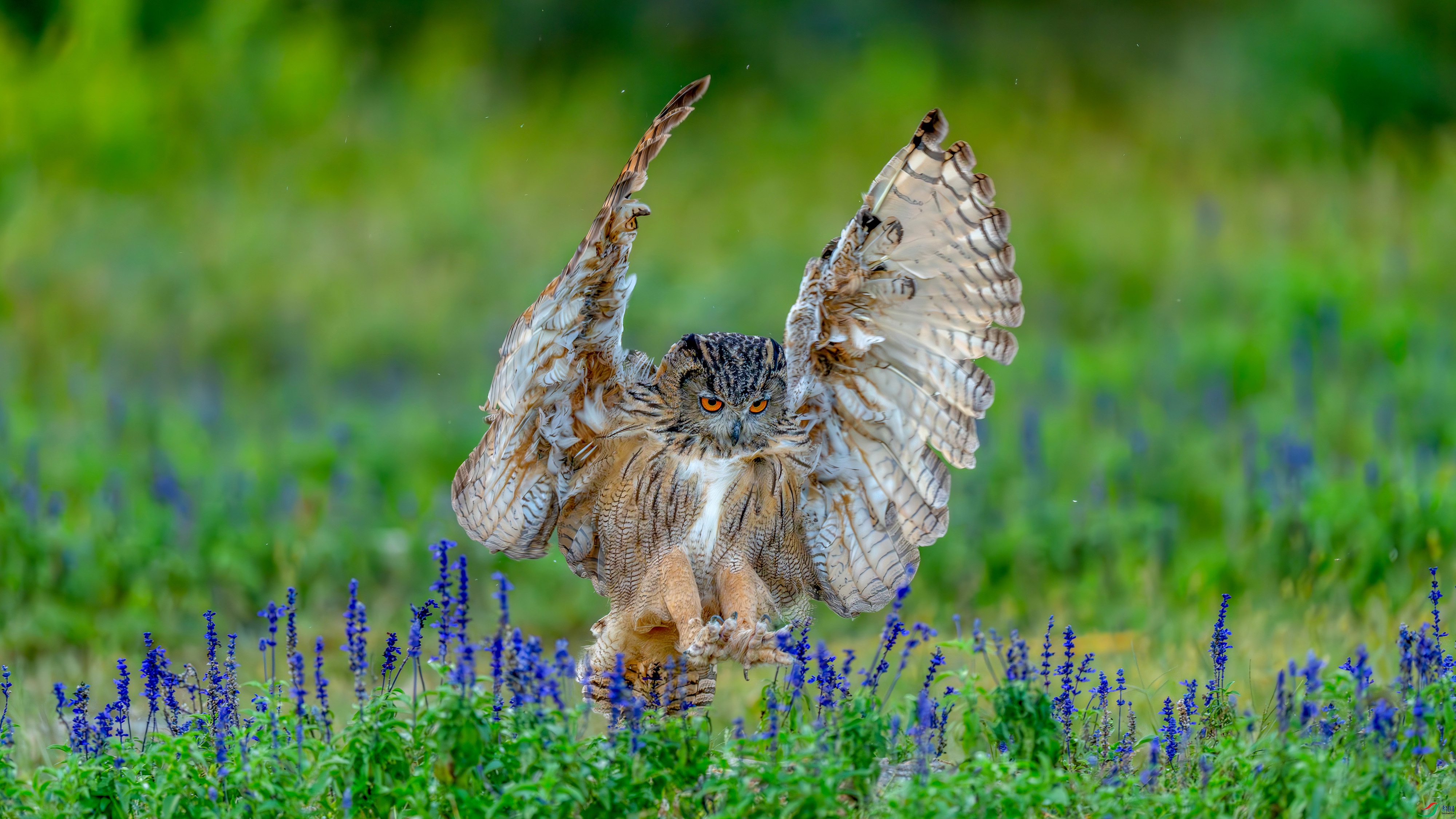 DSC00952 ���� 2.jpg