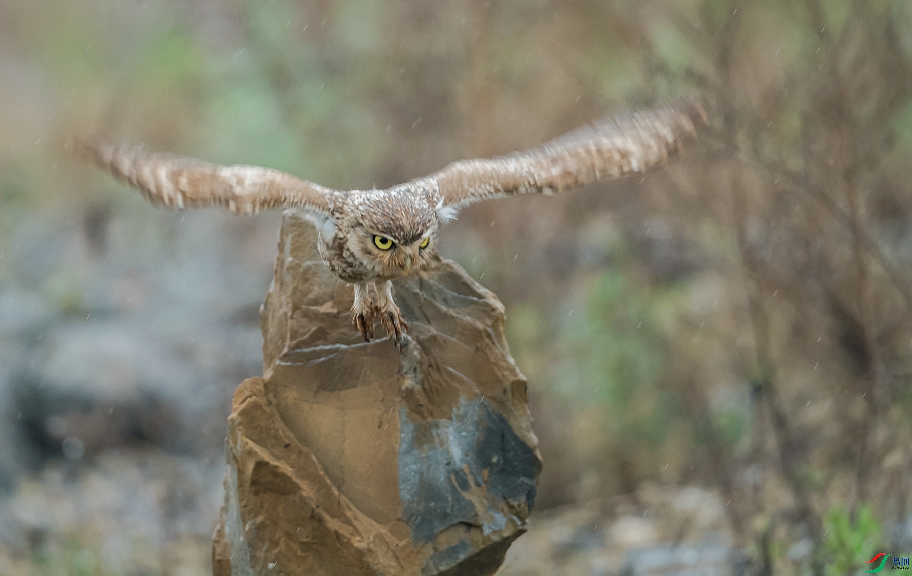 DSC_6643_����.jpg