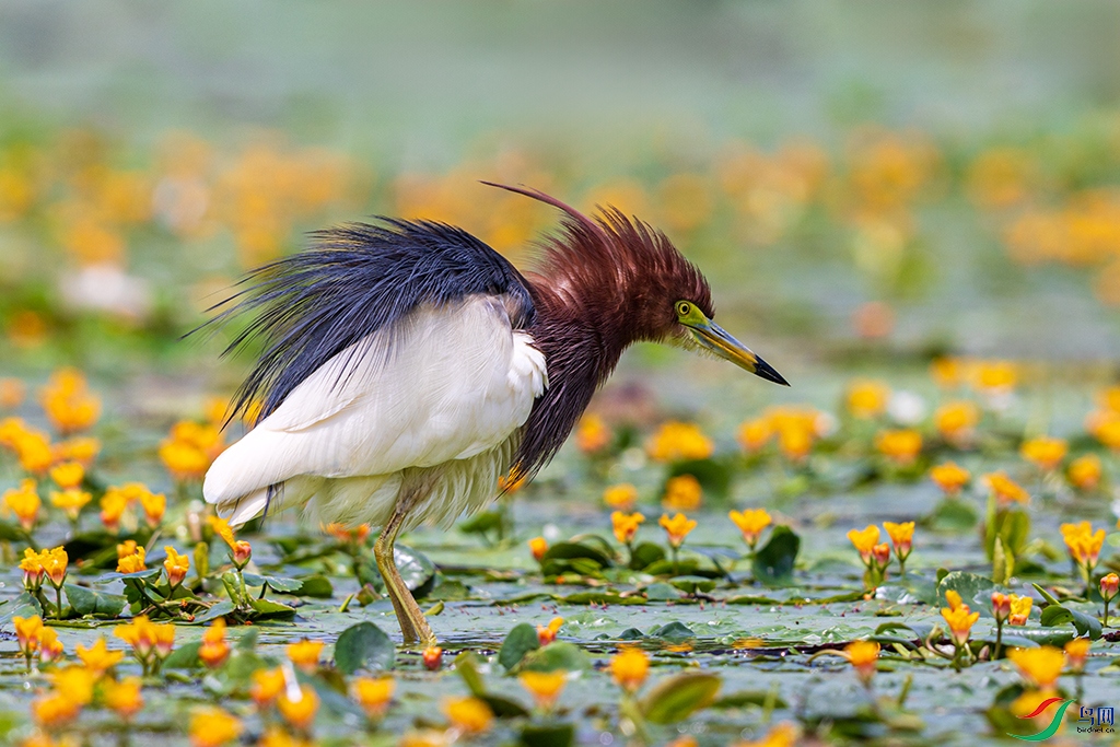 hnxyhbR5250613 (3408).jpg