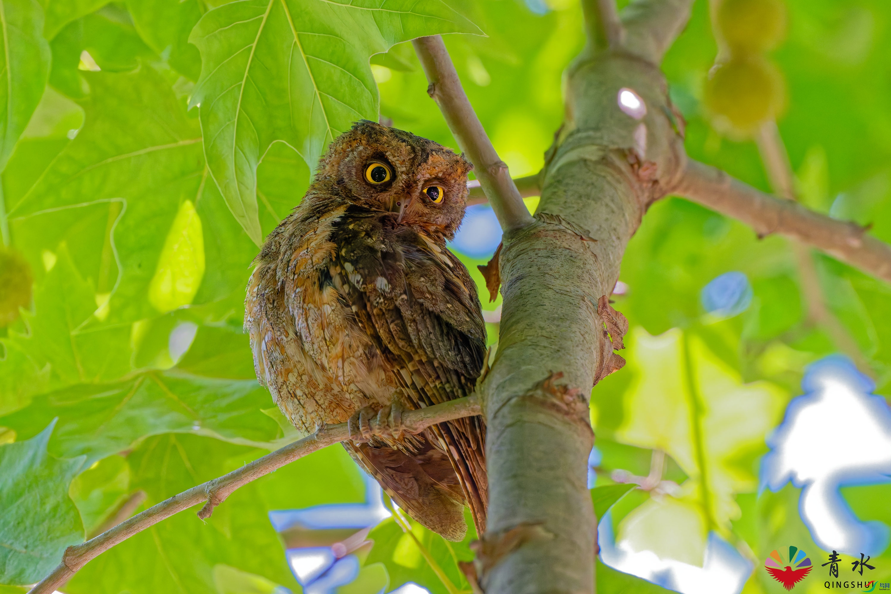 DSC_3576_DxO.jpg