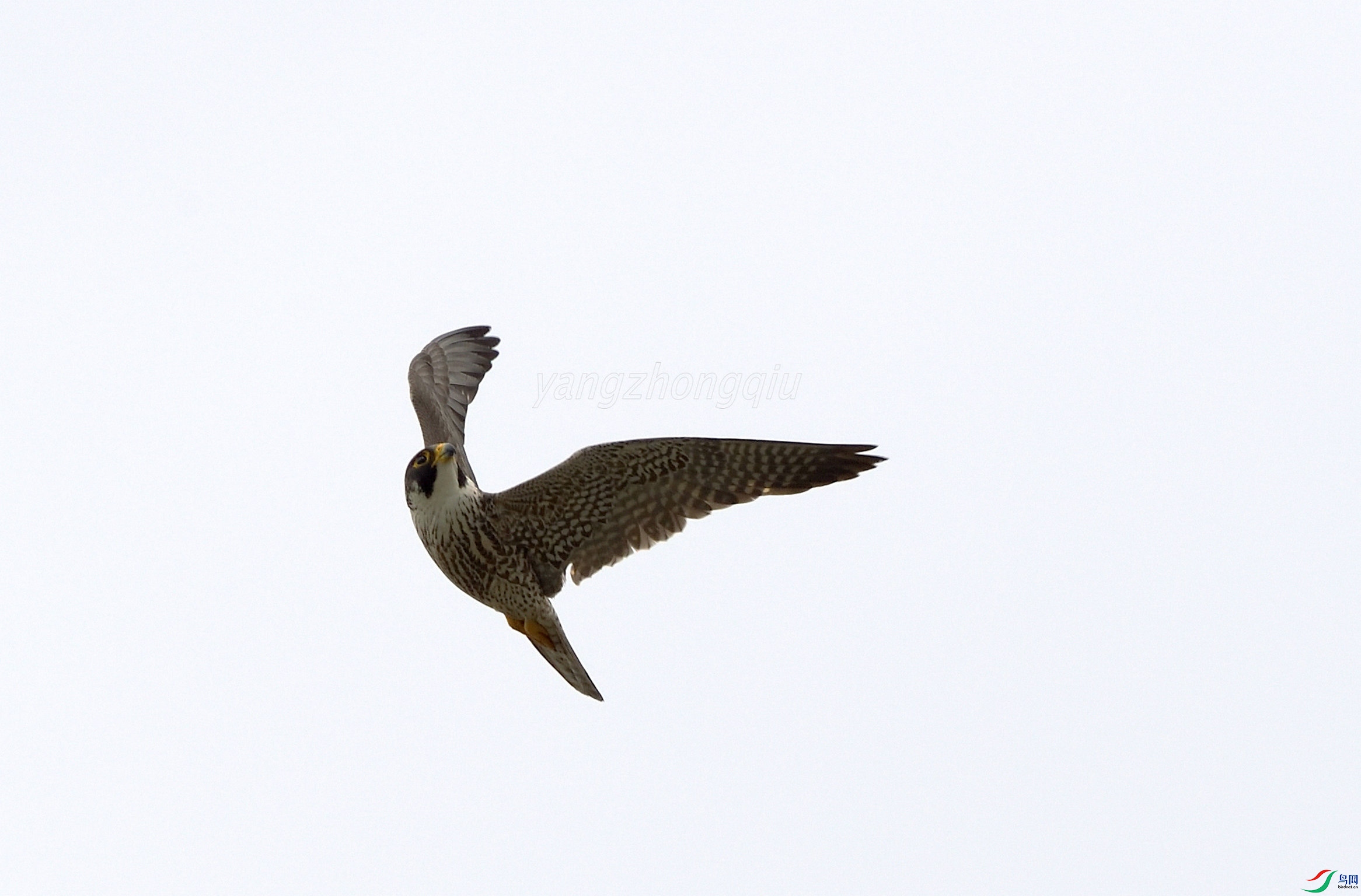 51DSC_4356_.JPG