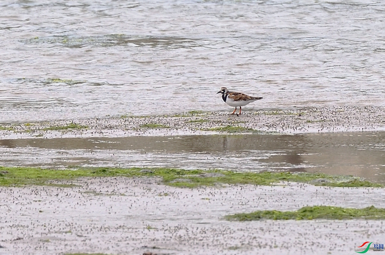 52 DSC_6115_��ʯ��.JPG