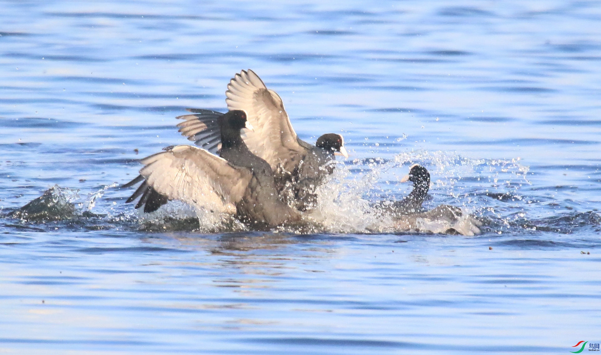 0G1A9698 ����.jpg