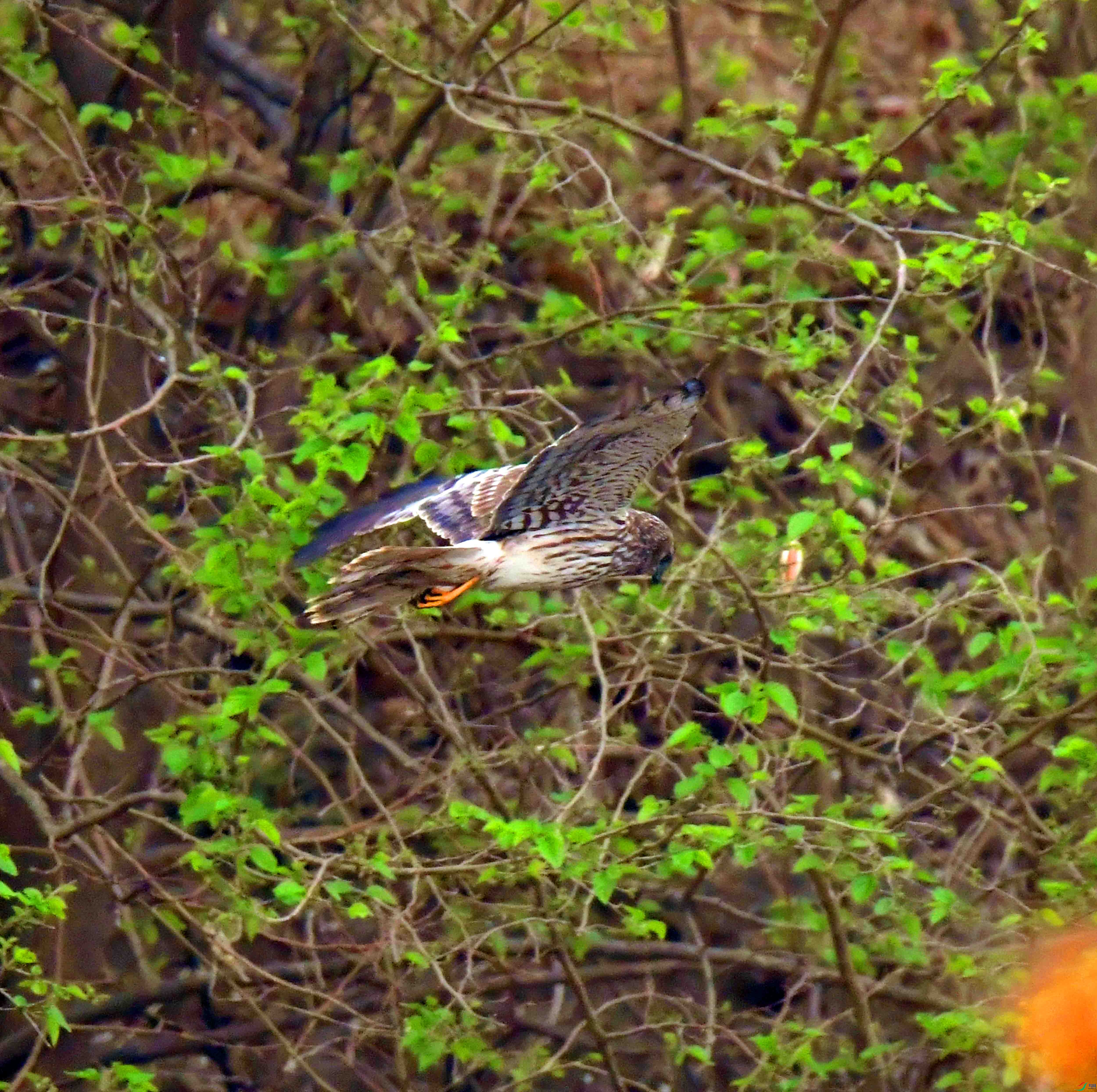 DSC_3258.JPG