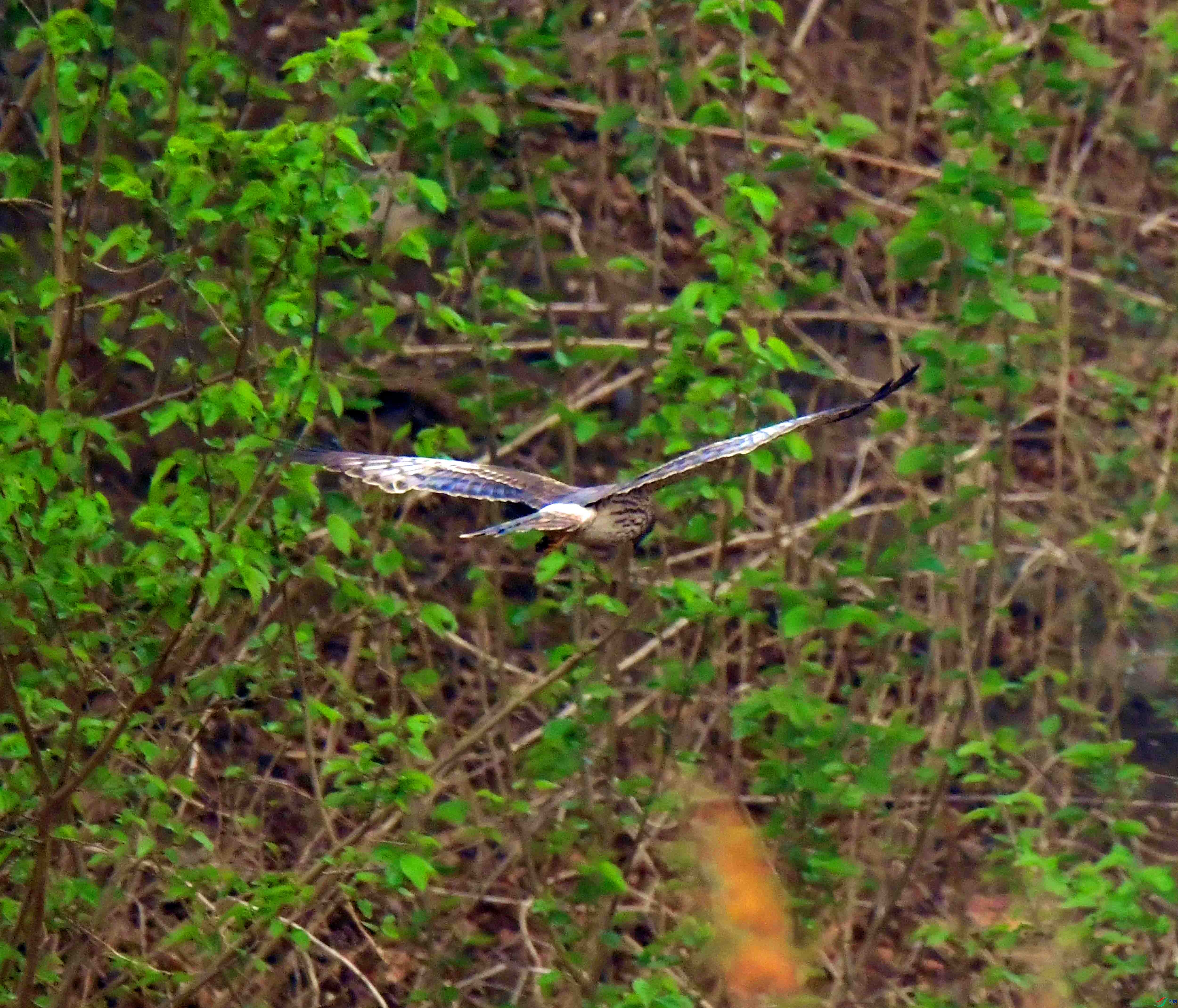 DSC_3282.JPG