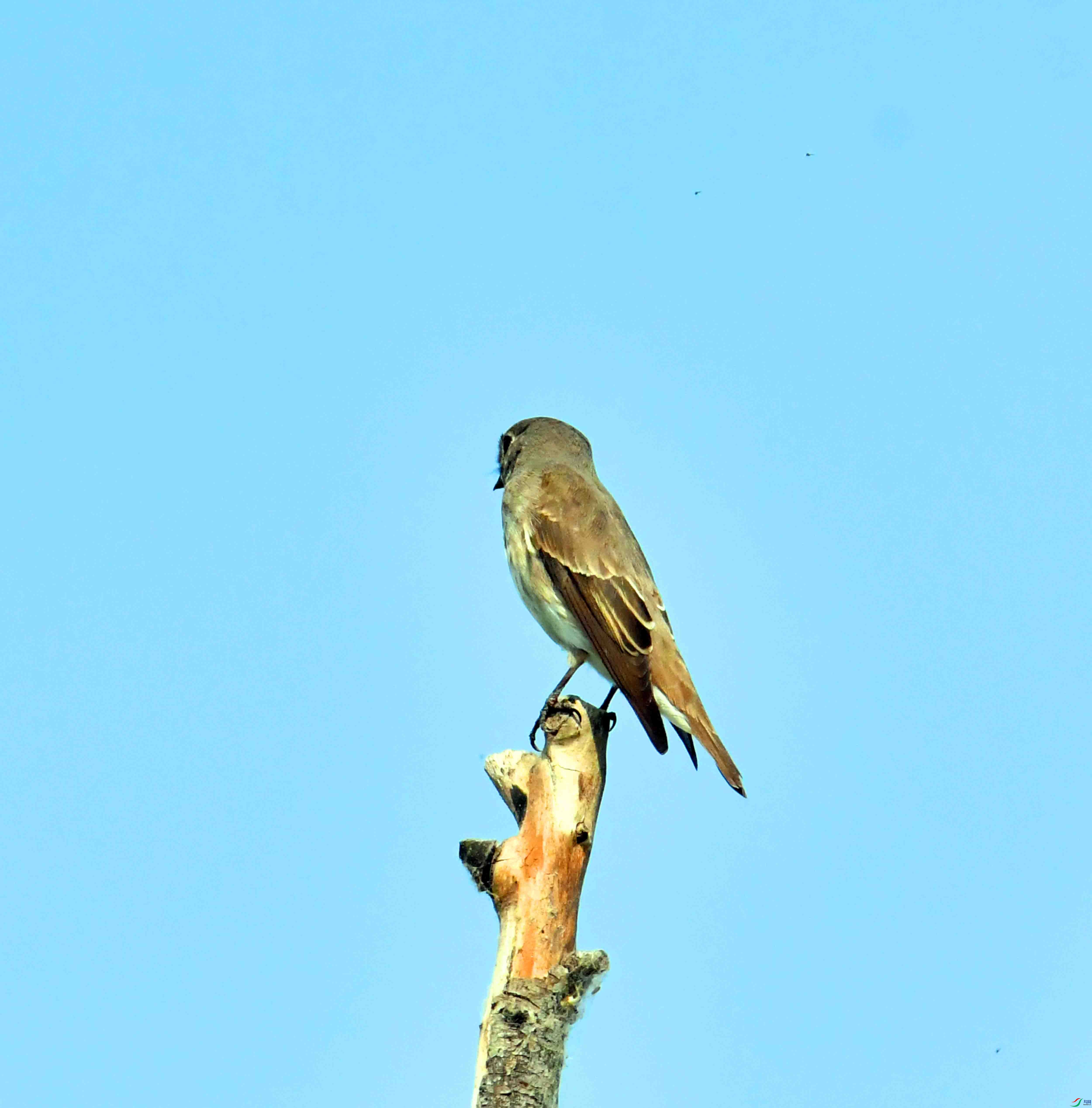 DSC_2075.JPG