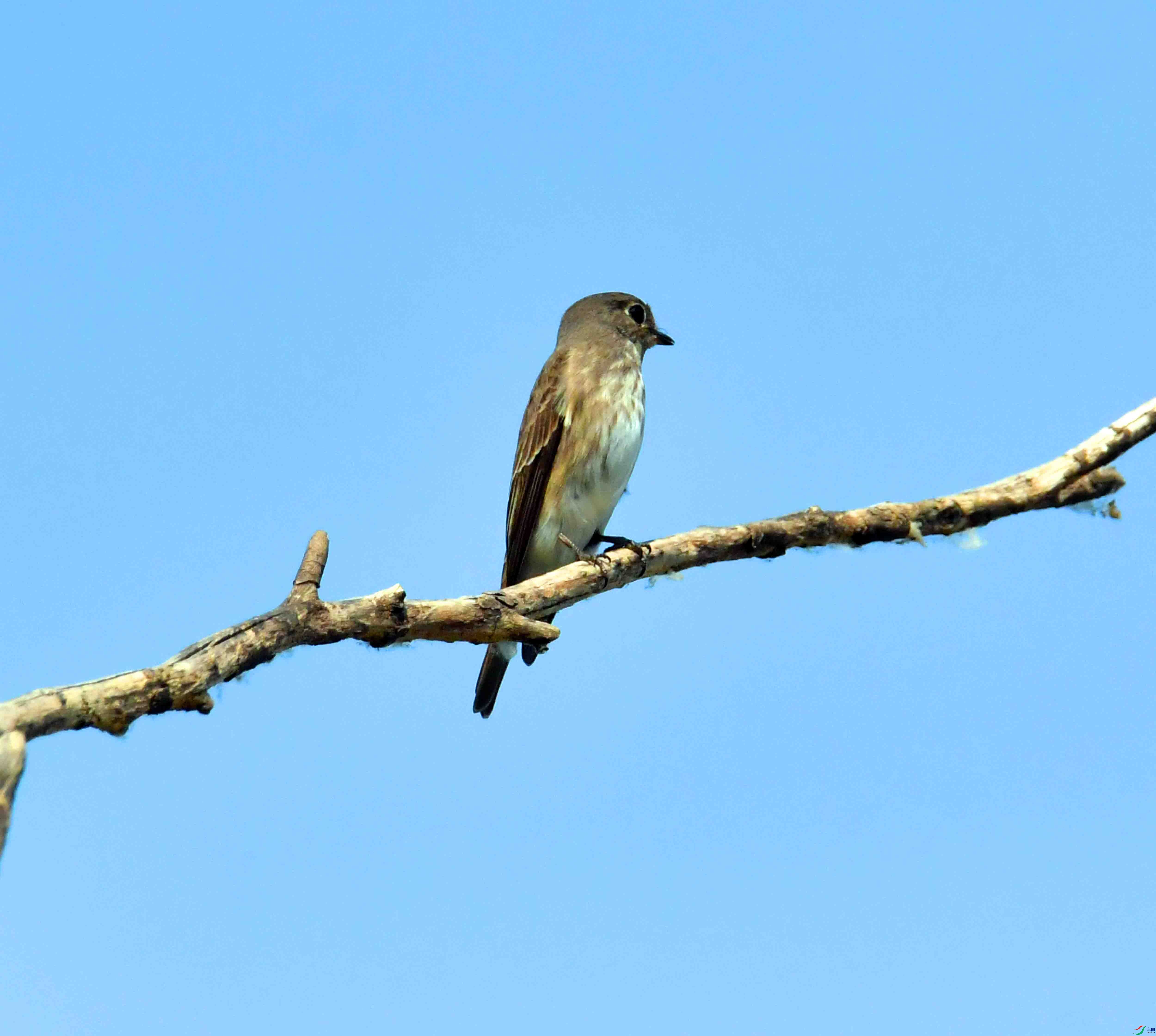 DSC_2084.JPG