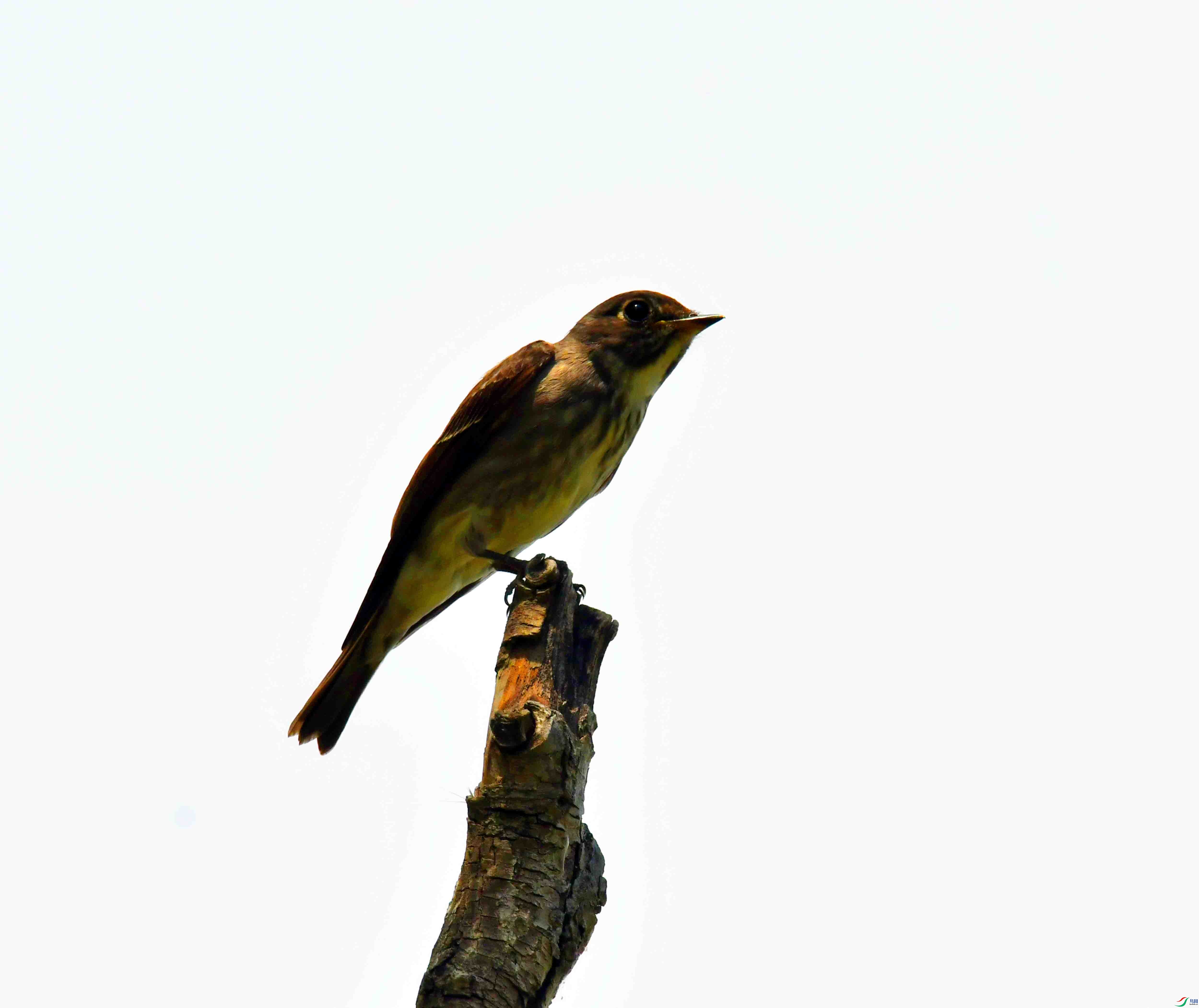 DSC_3748.JPG