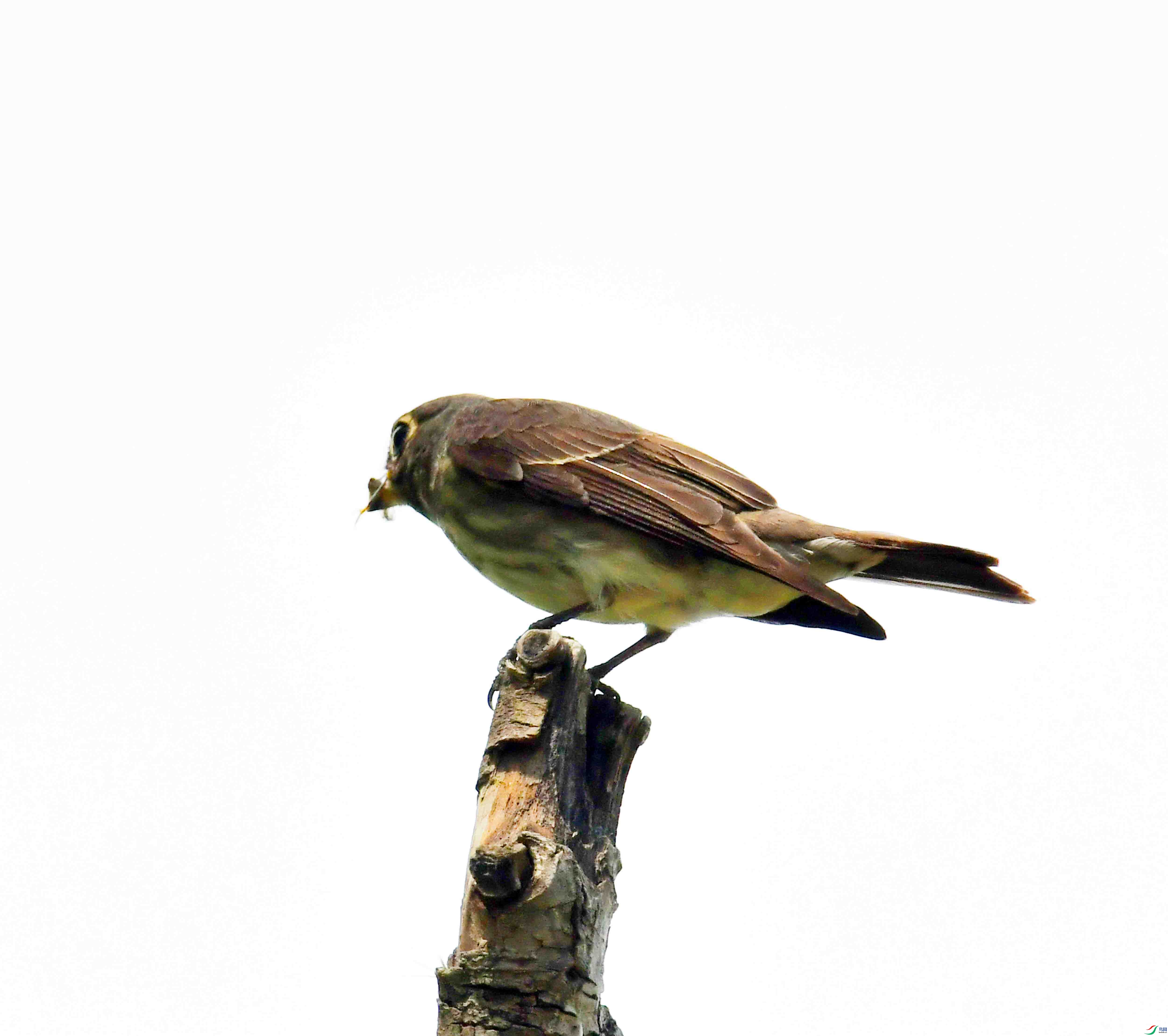 DSC_3803.JPG