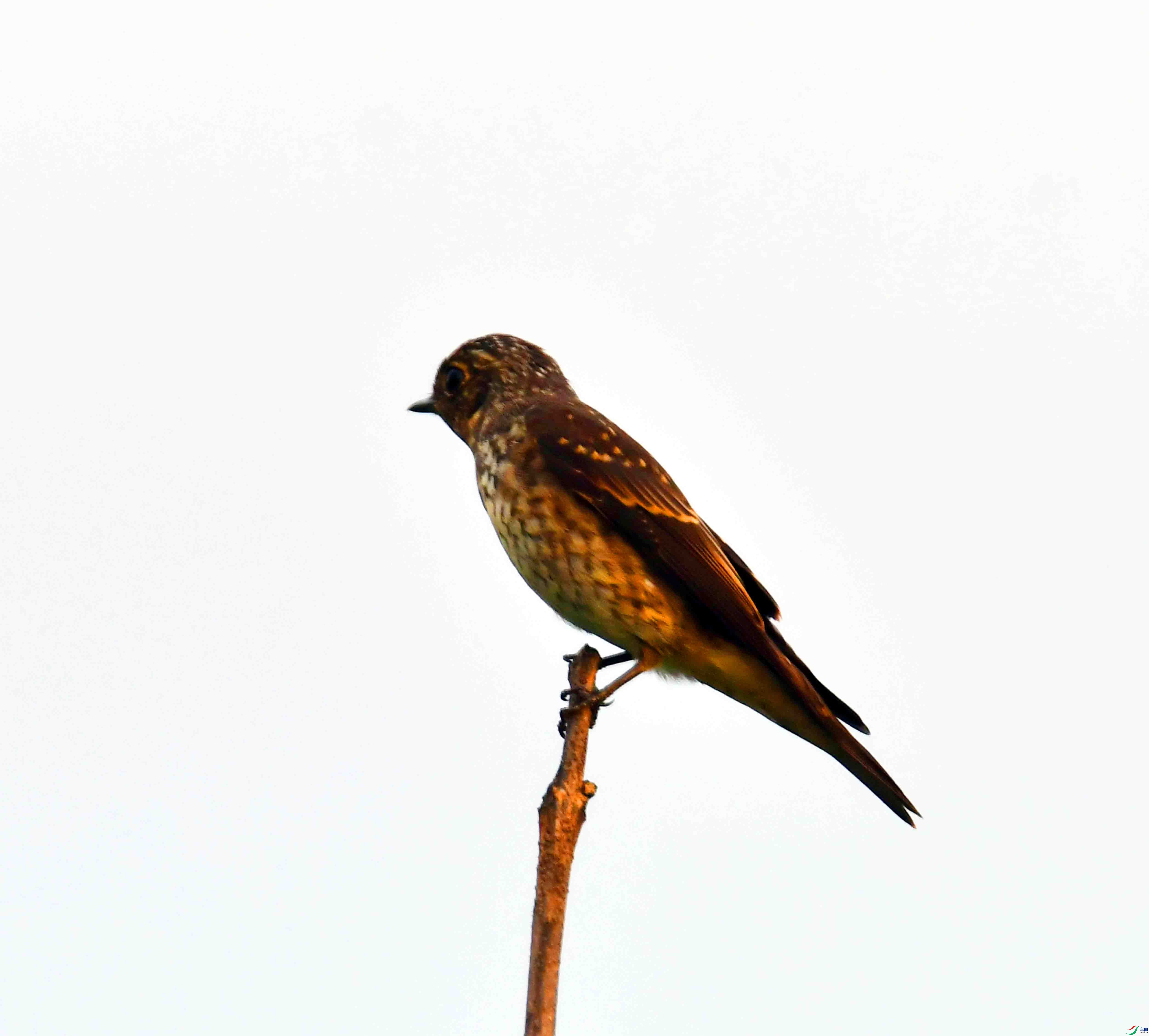 DSC_5958.JPG
