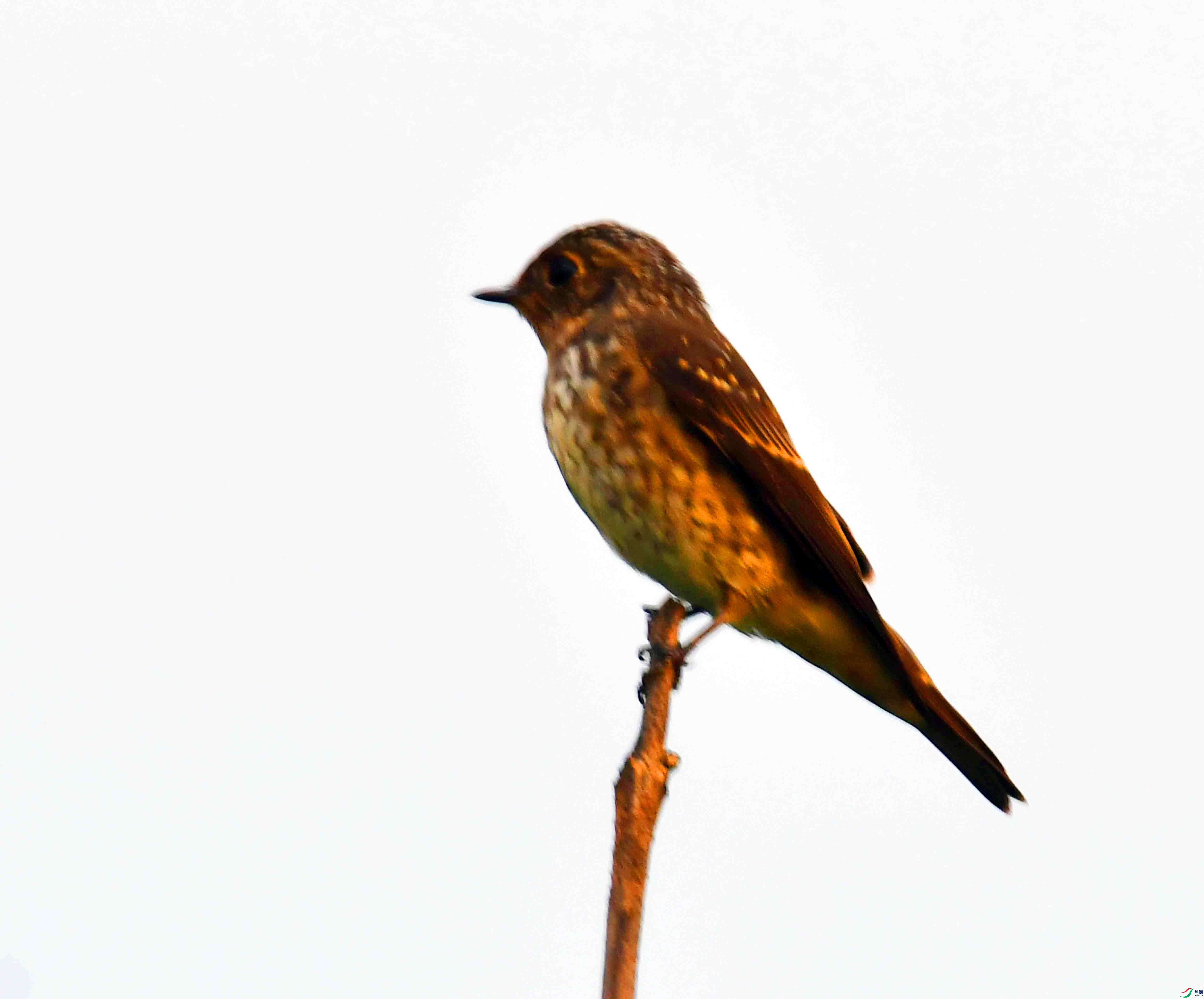 DSC_5955.JPG