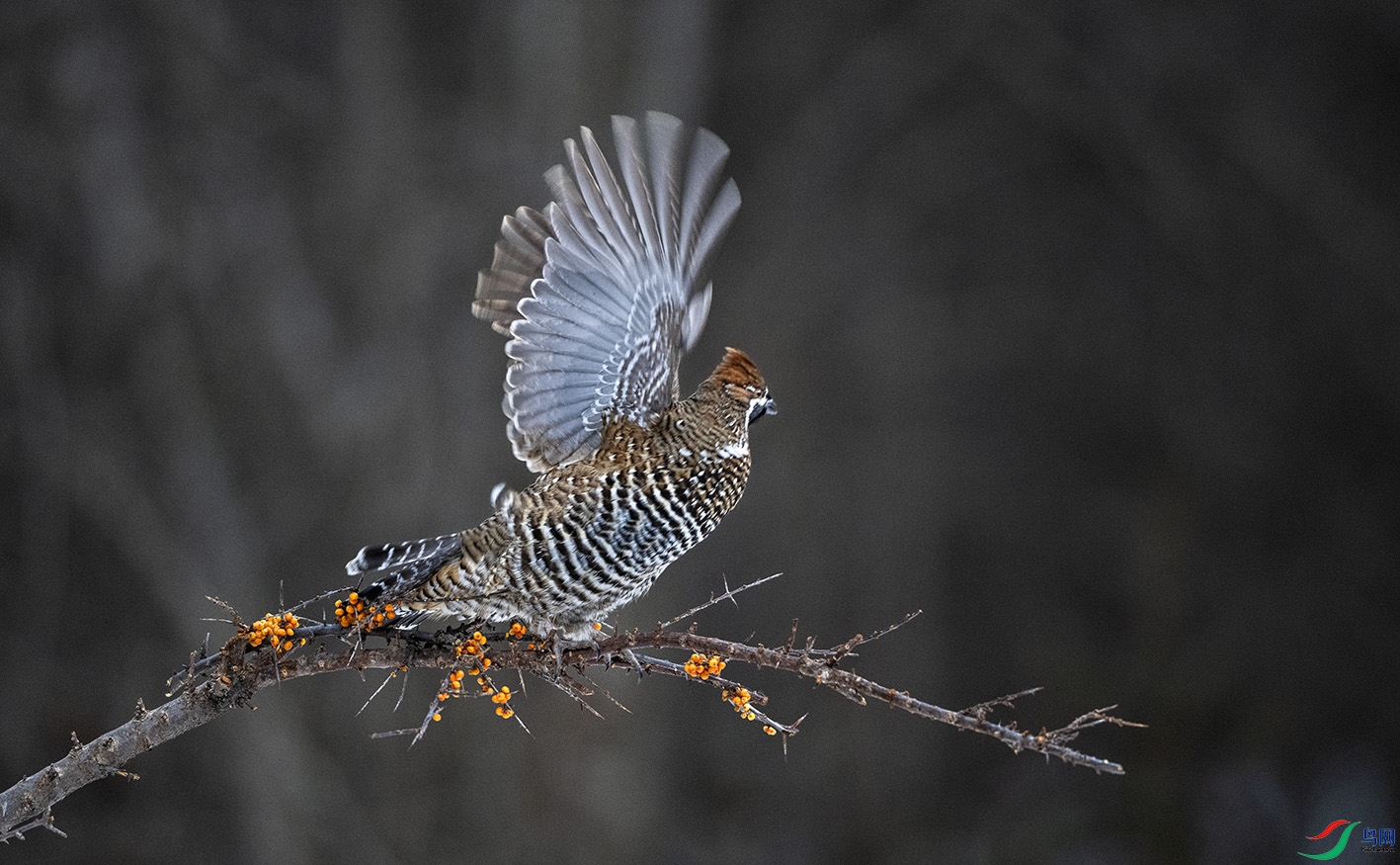 DSC_4957 ����.jpg