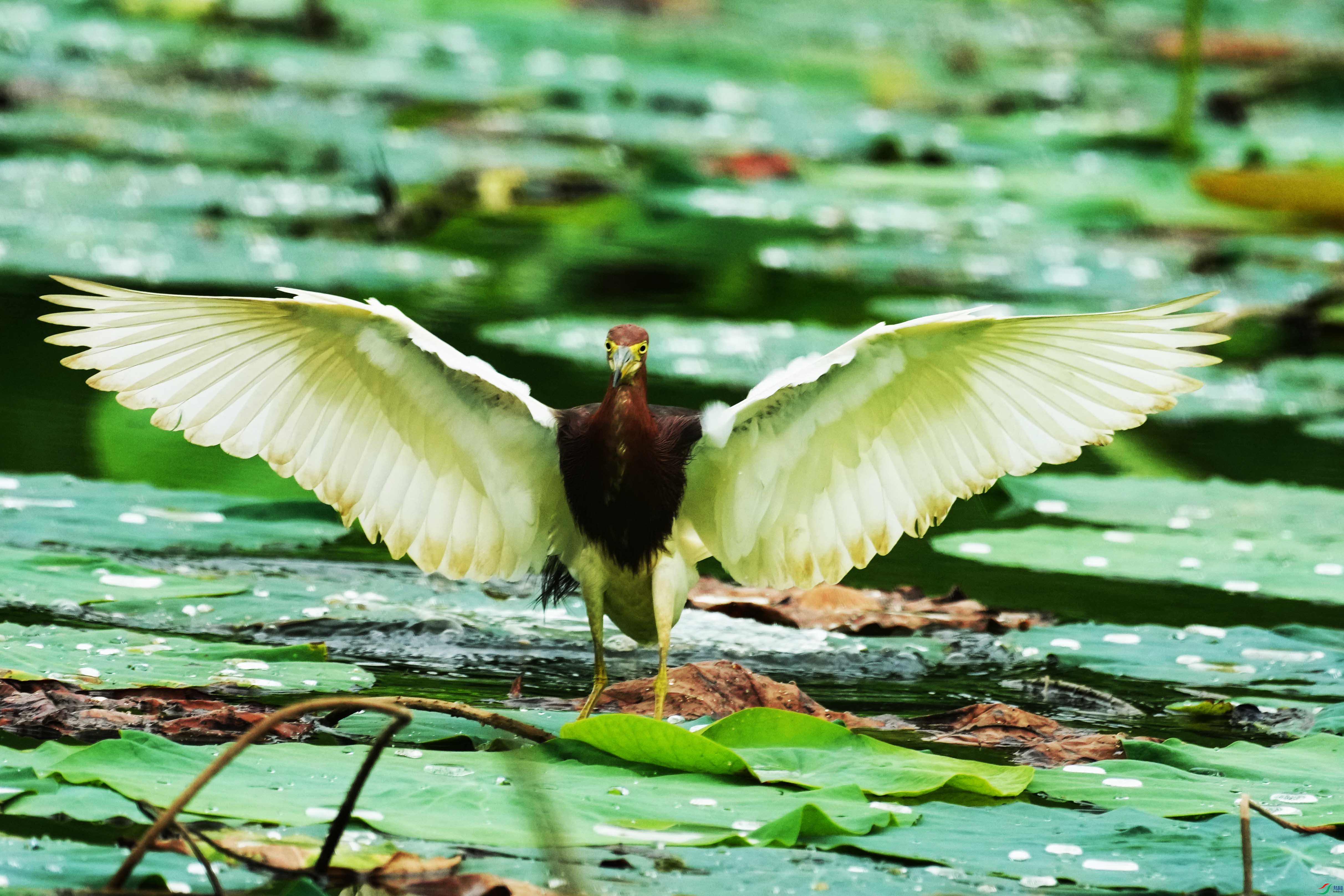 068DSC01520 ����2.jpg