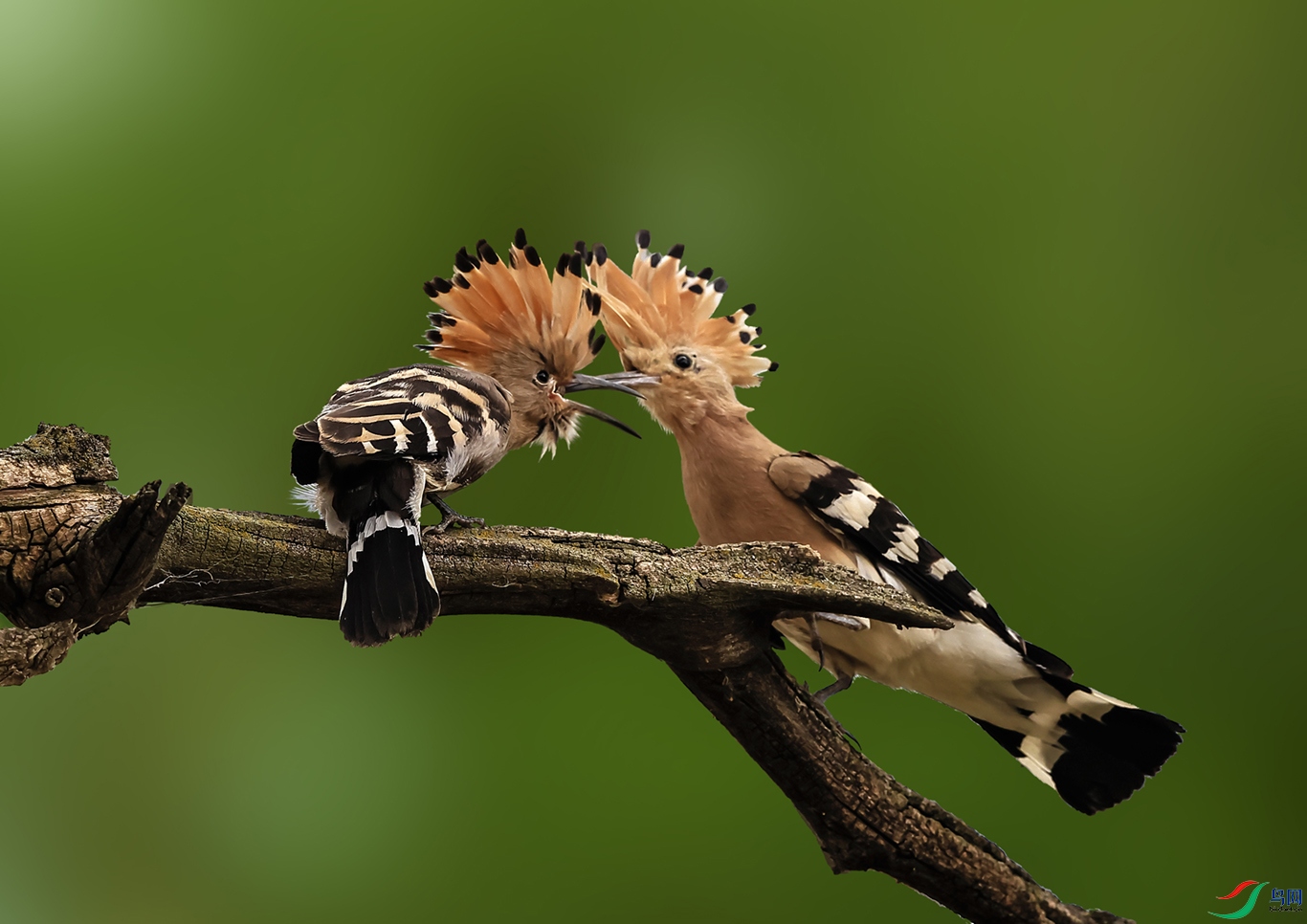 �������Ϳ��Լ���