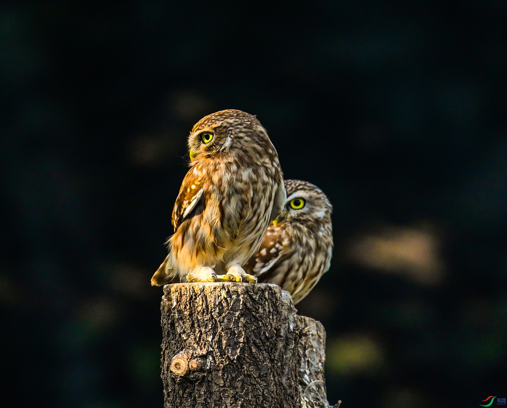 ���Ƹ�С�^