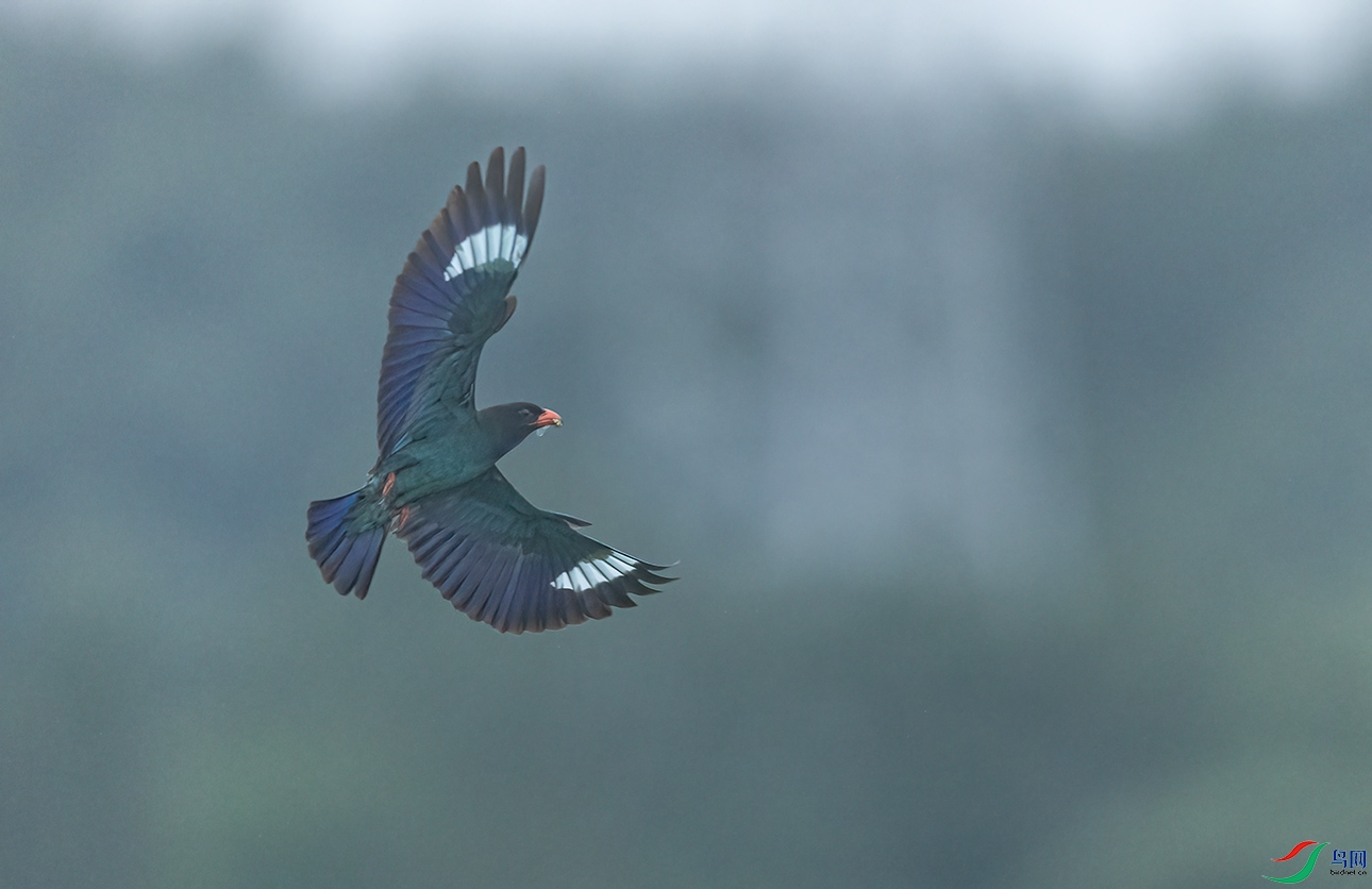 _C2A4091 ����.jpg