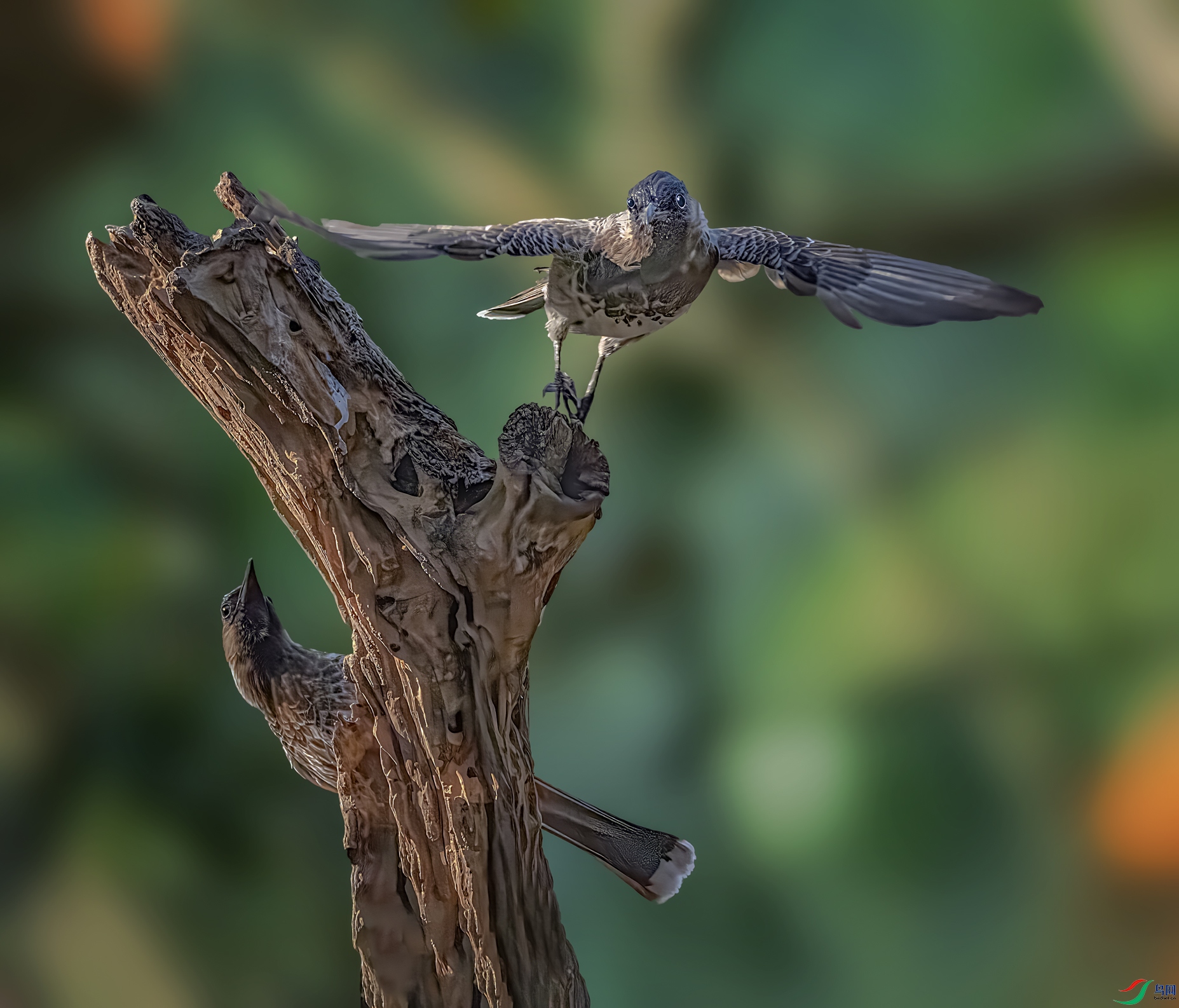 �׺�������