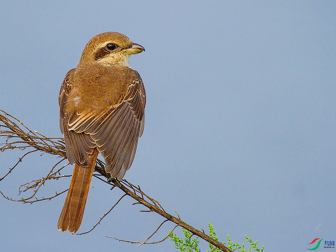 _MG_6644 (2) ����.jpg