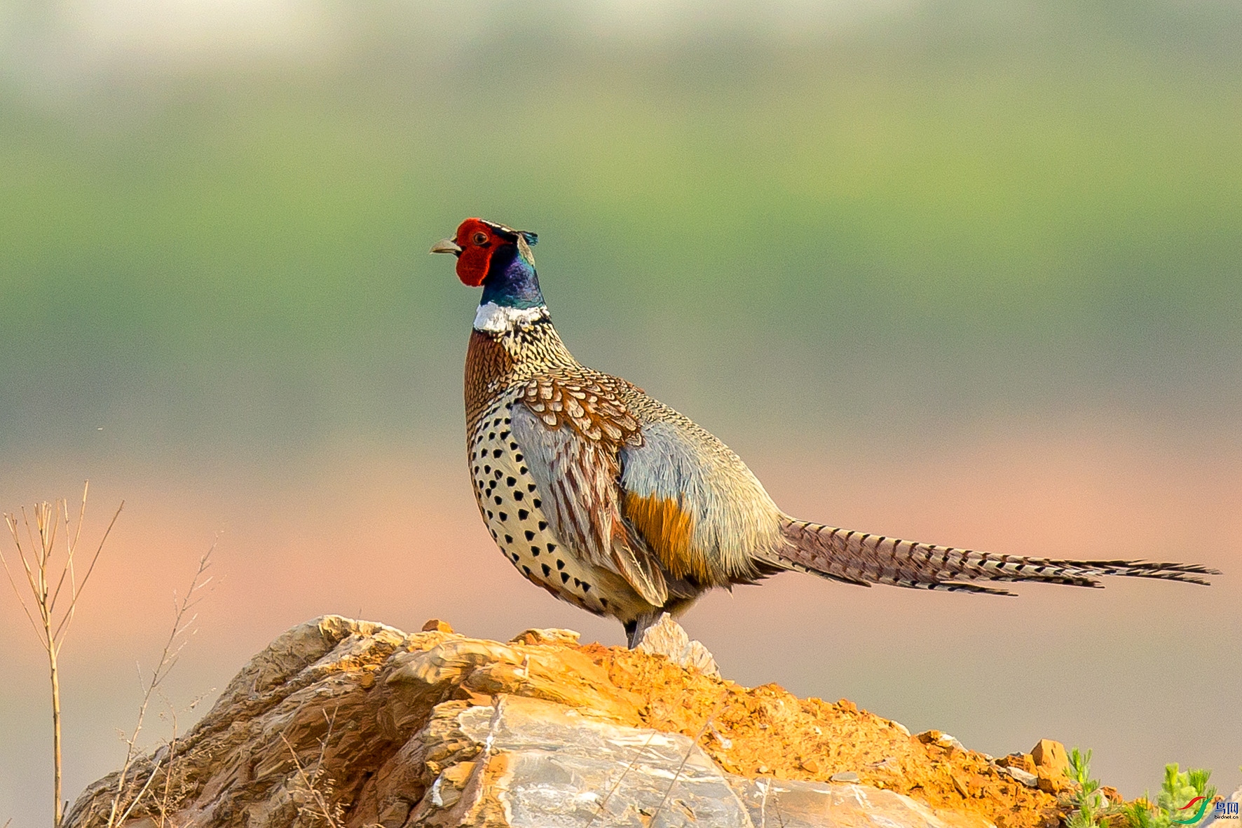 _MG_0990 ����.jpg