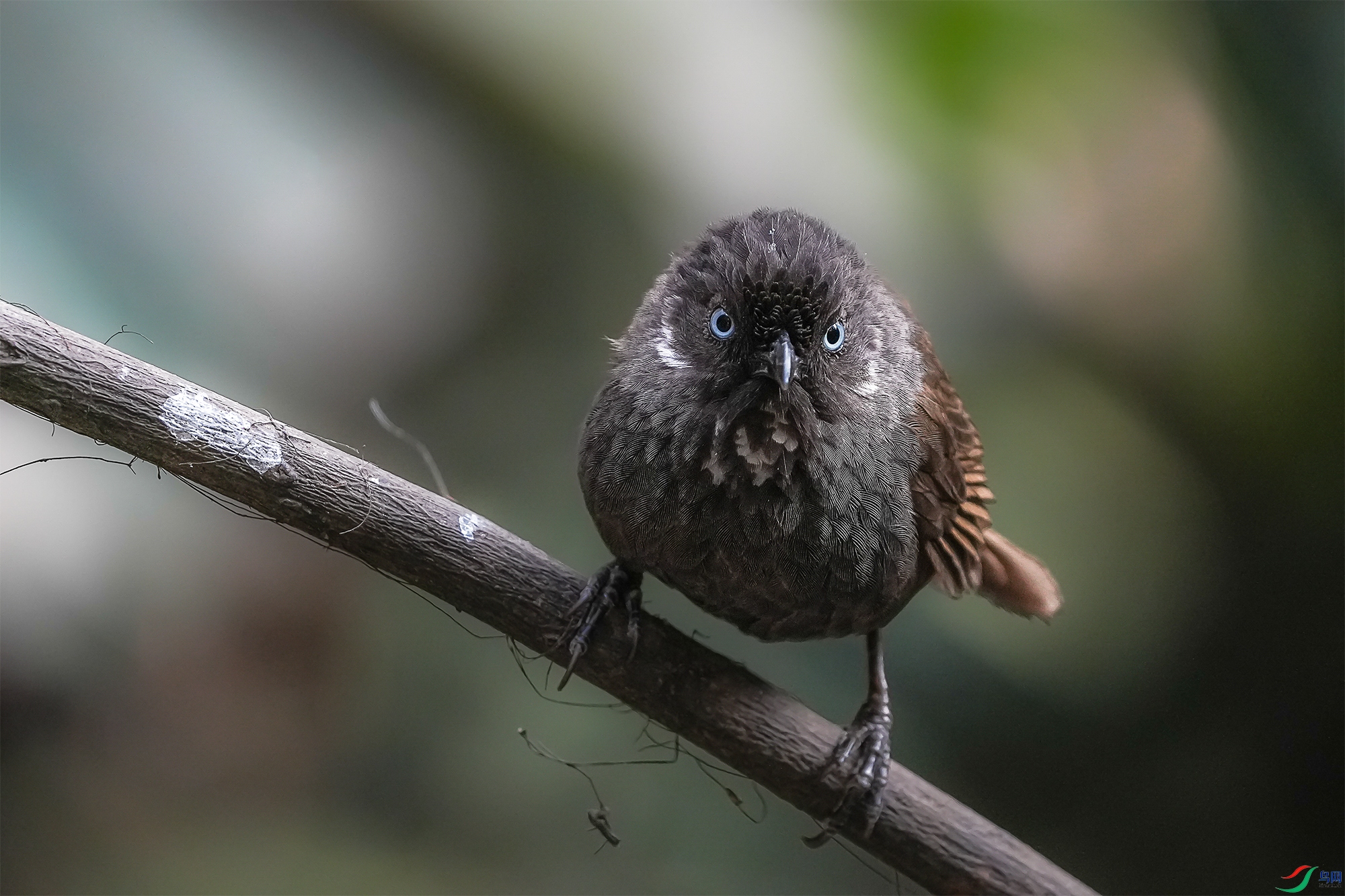 DSC08900 ����.jpg