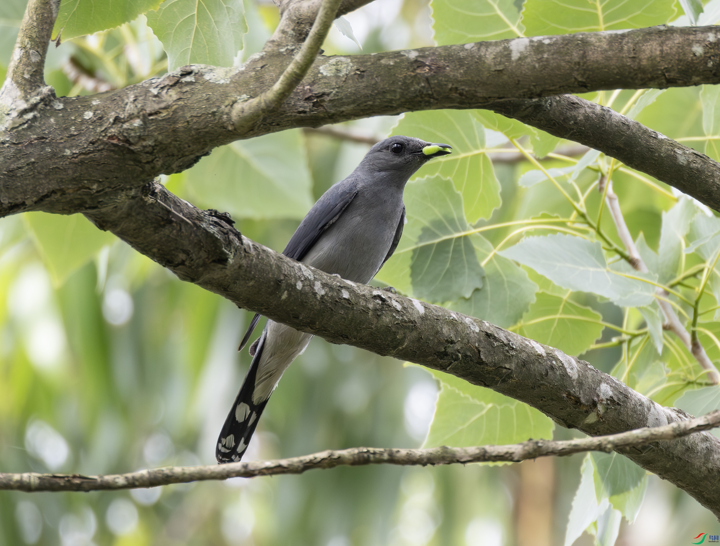 2I1A6205-����ǿ-NR ����.jpg