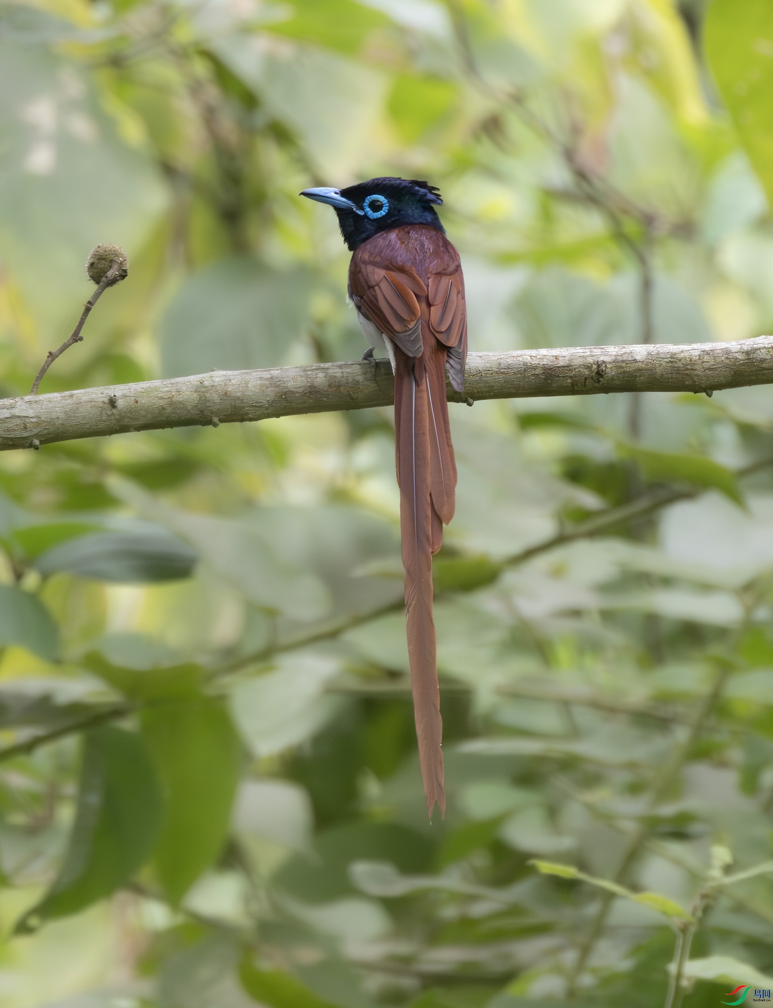 2I1A2613-����ǿ-NR ����.jpg