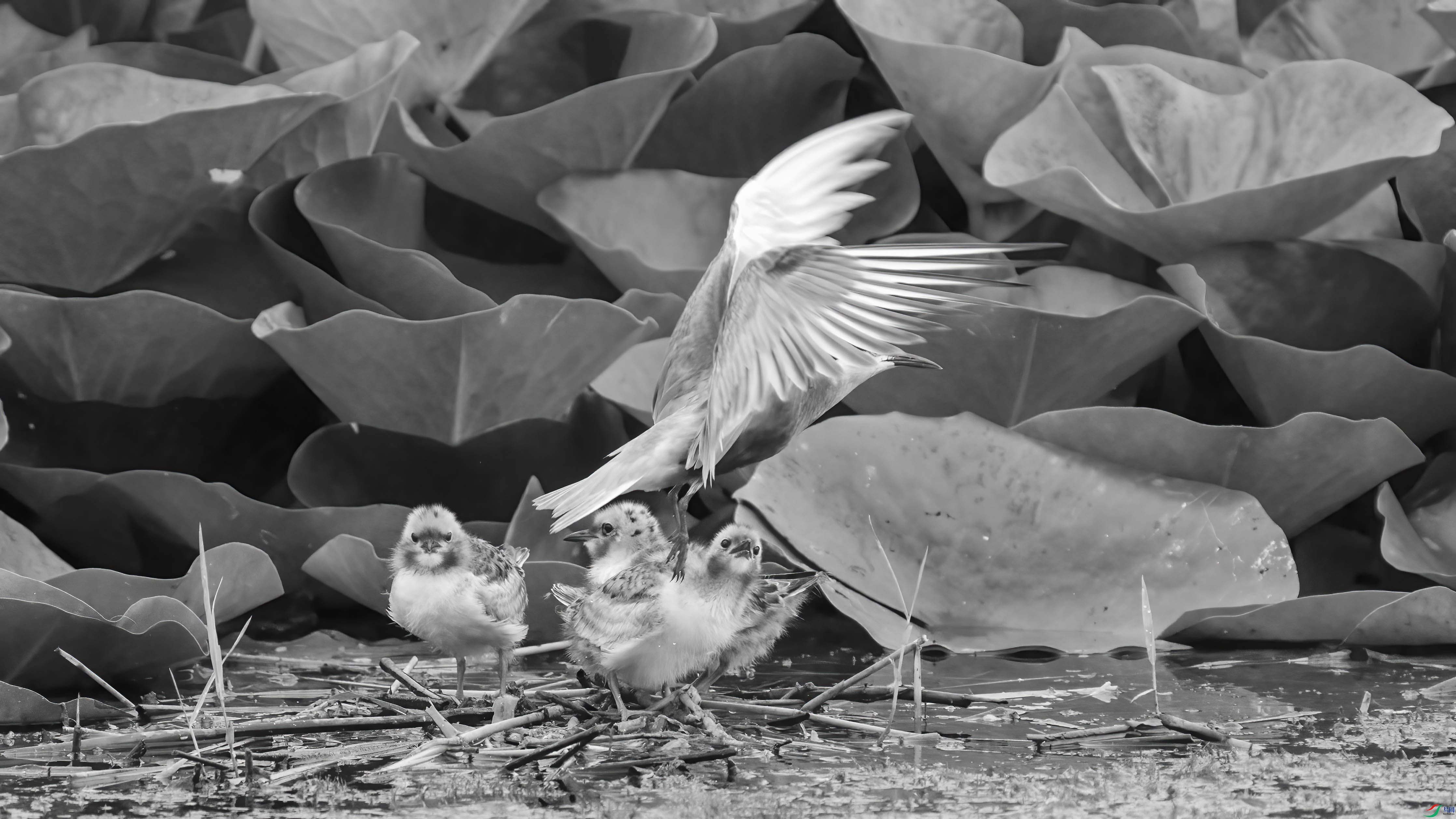 DSC04375 ����.jpg