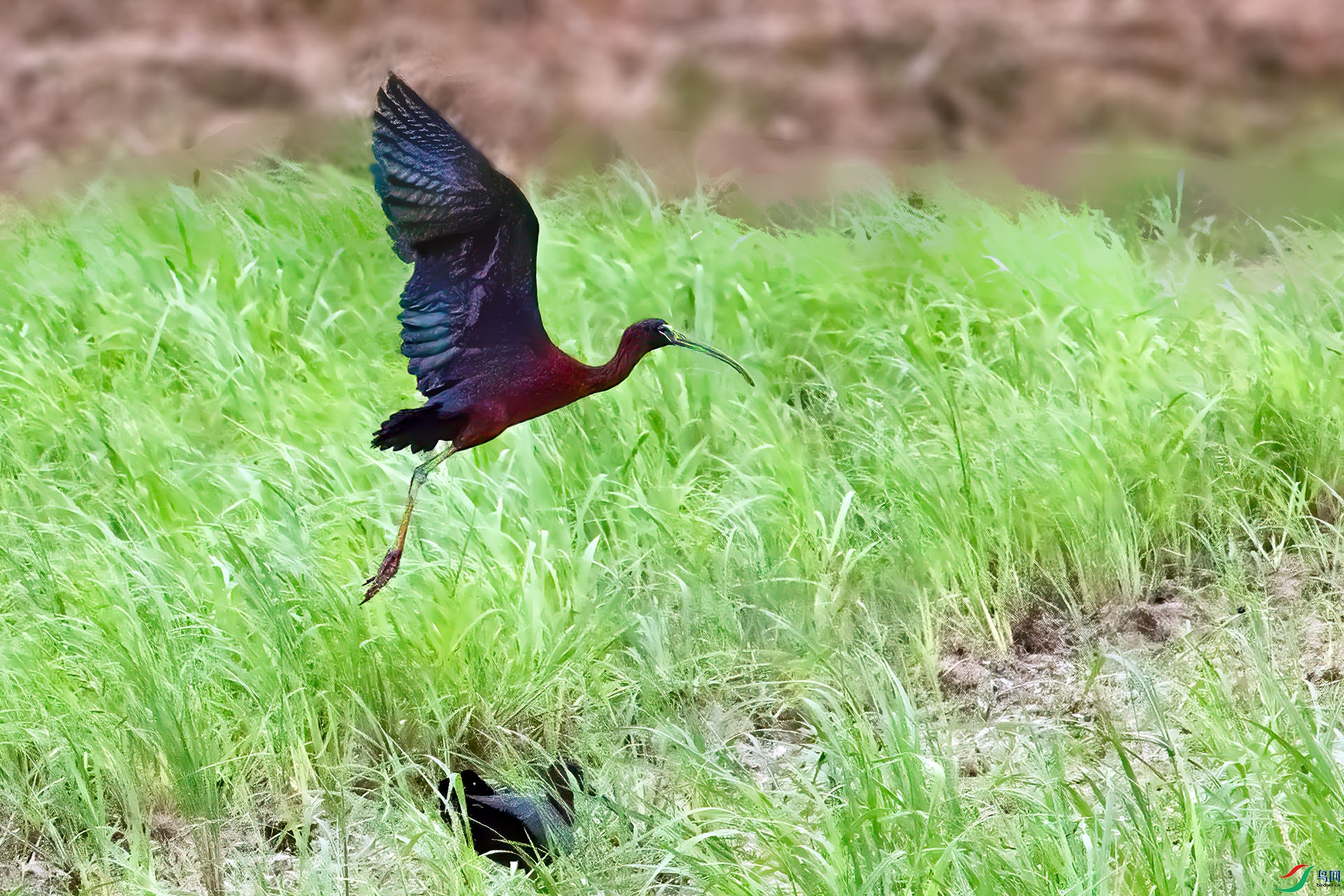 060A9023 ����-Sh---1 .jpg