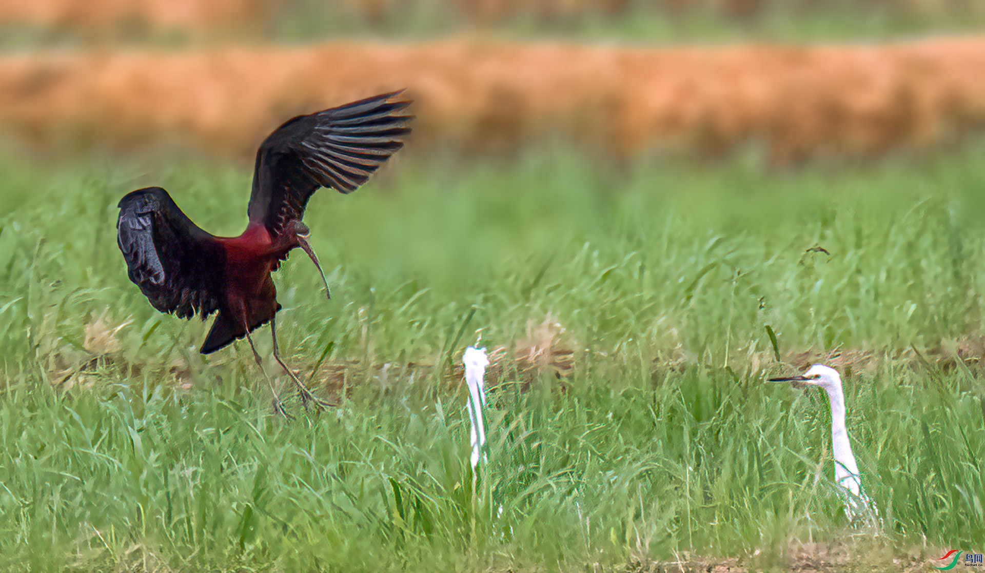 060A0622 ����-Sh----1 .jpg