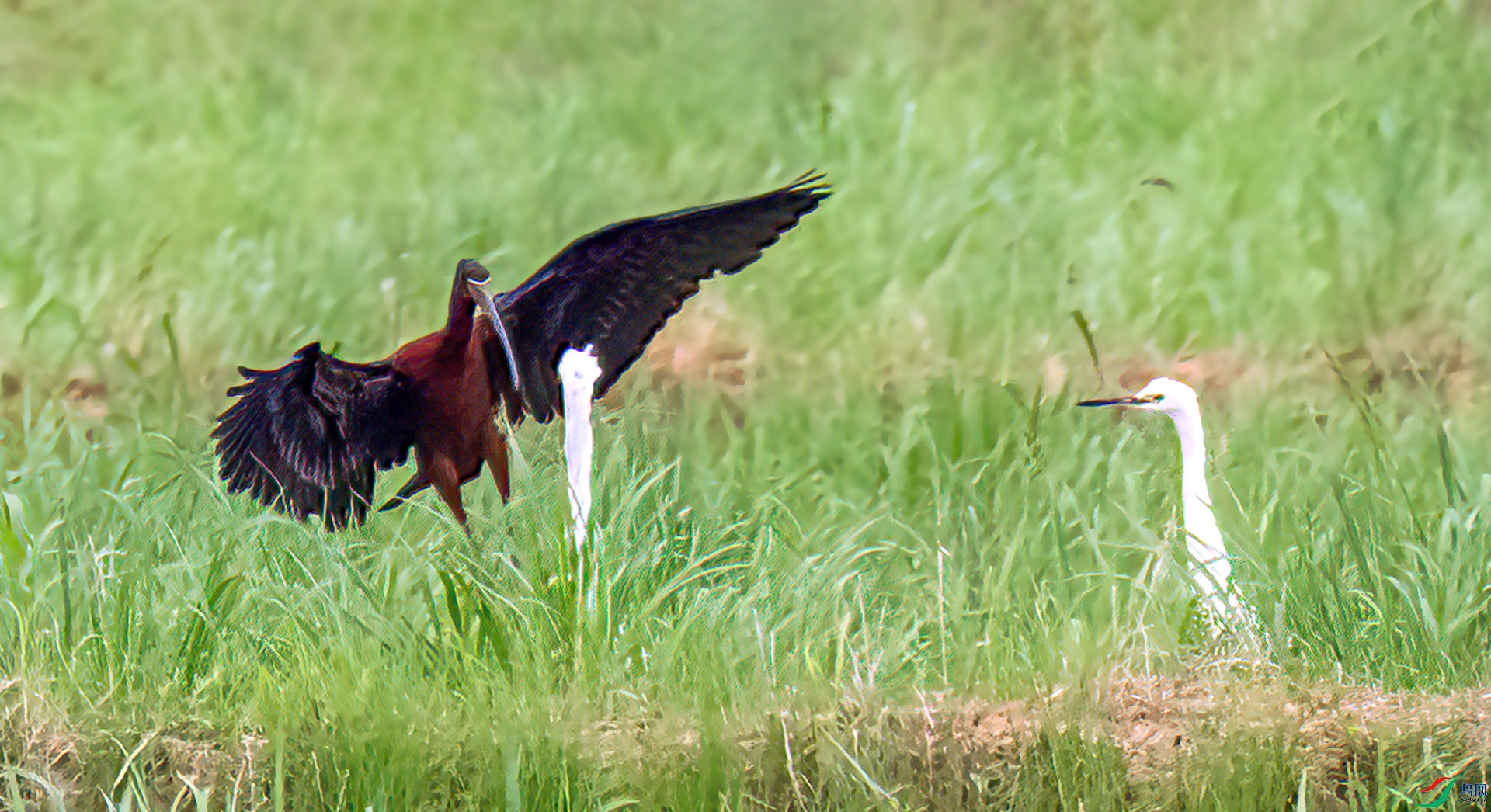 060A0624 ����-Sh ---1 .jpg