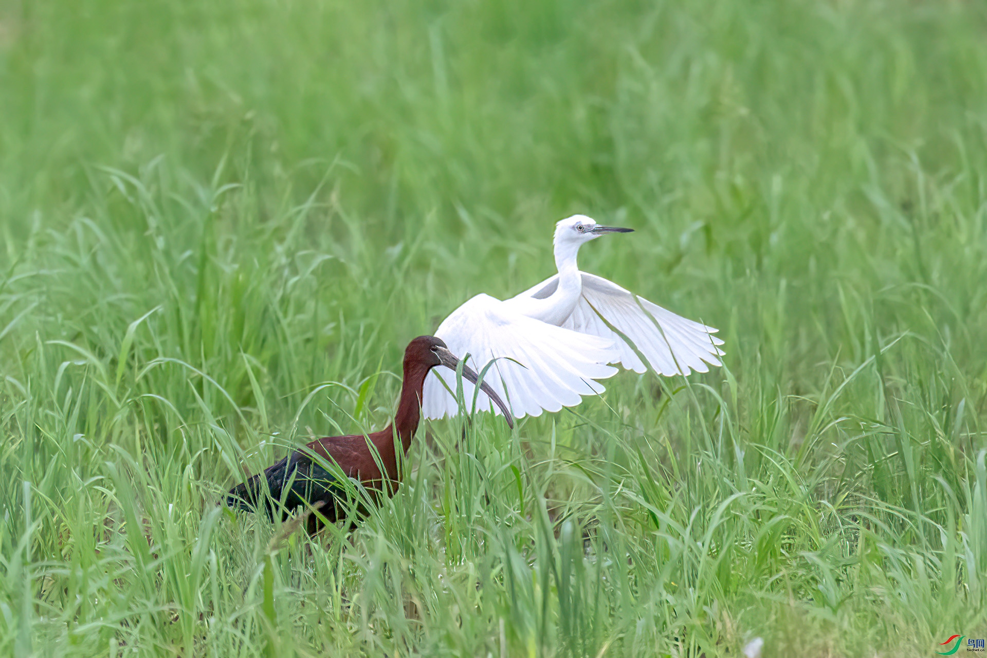 060A0752 ����-Sha---1 .jpg