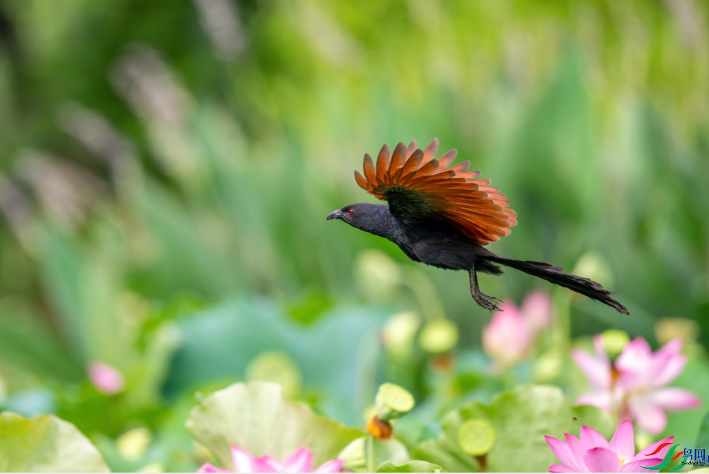 �ֳ�ѻ�飨������ʦ��Ʒ�ٻ�ÿ��һͼ��fjkk 20.png