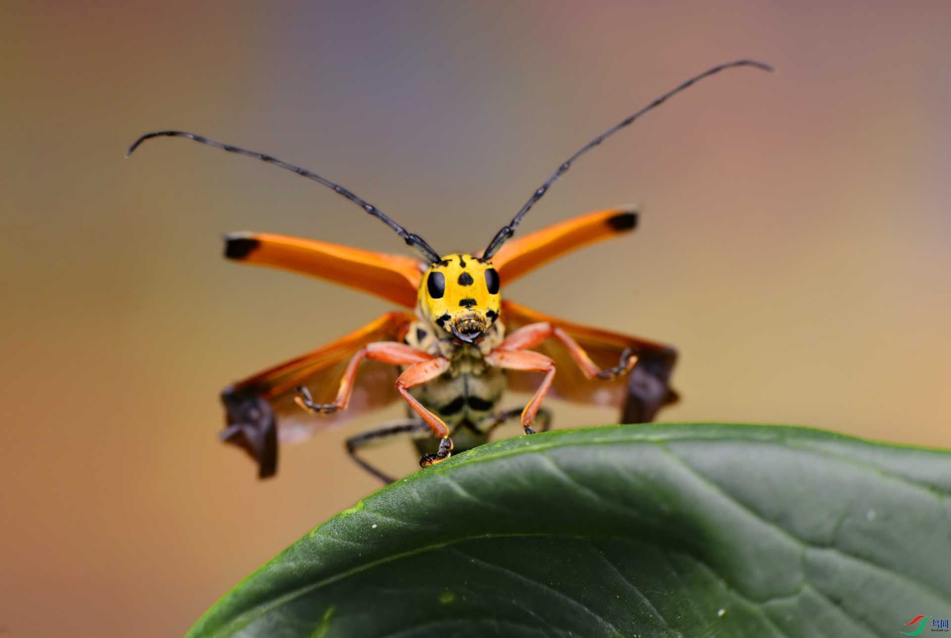 DSC_9610 ����.jpg