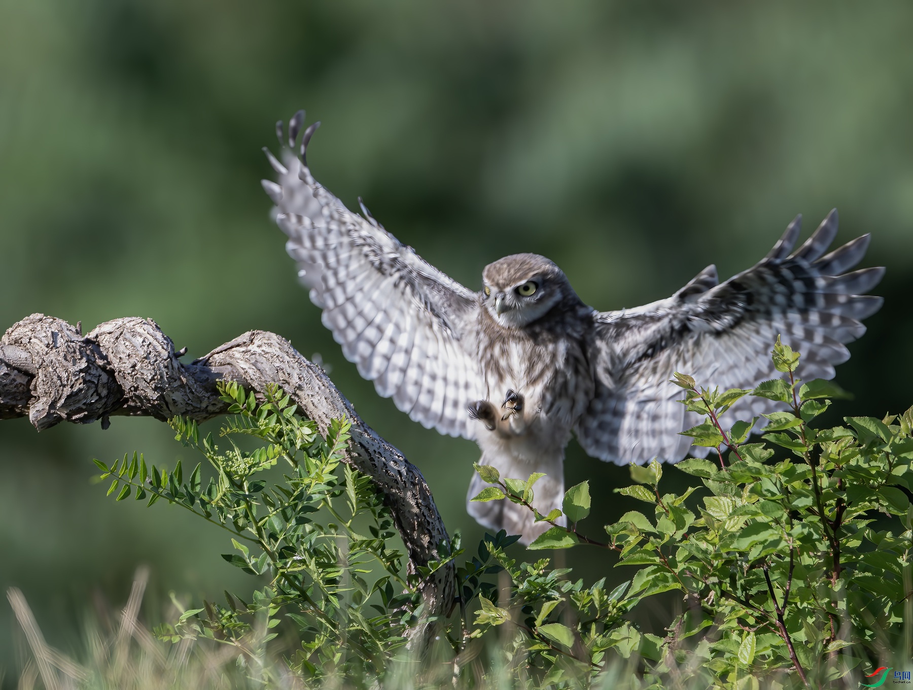 1DS_1791-����ǿ-NR ����_����.jpg