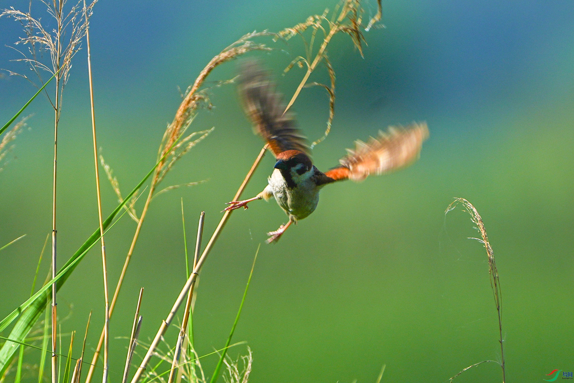 DSC01558 ���� 2.jpg