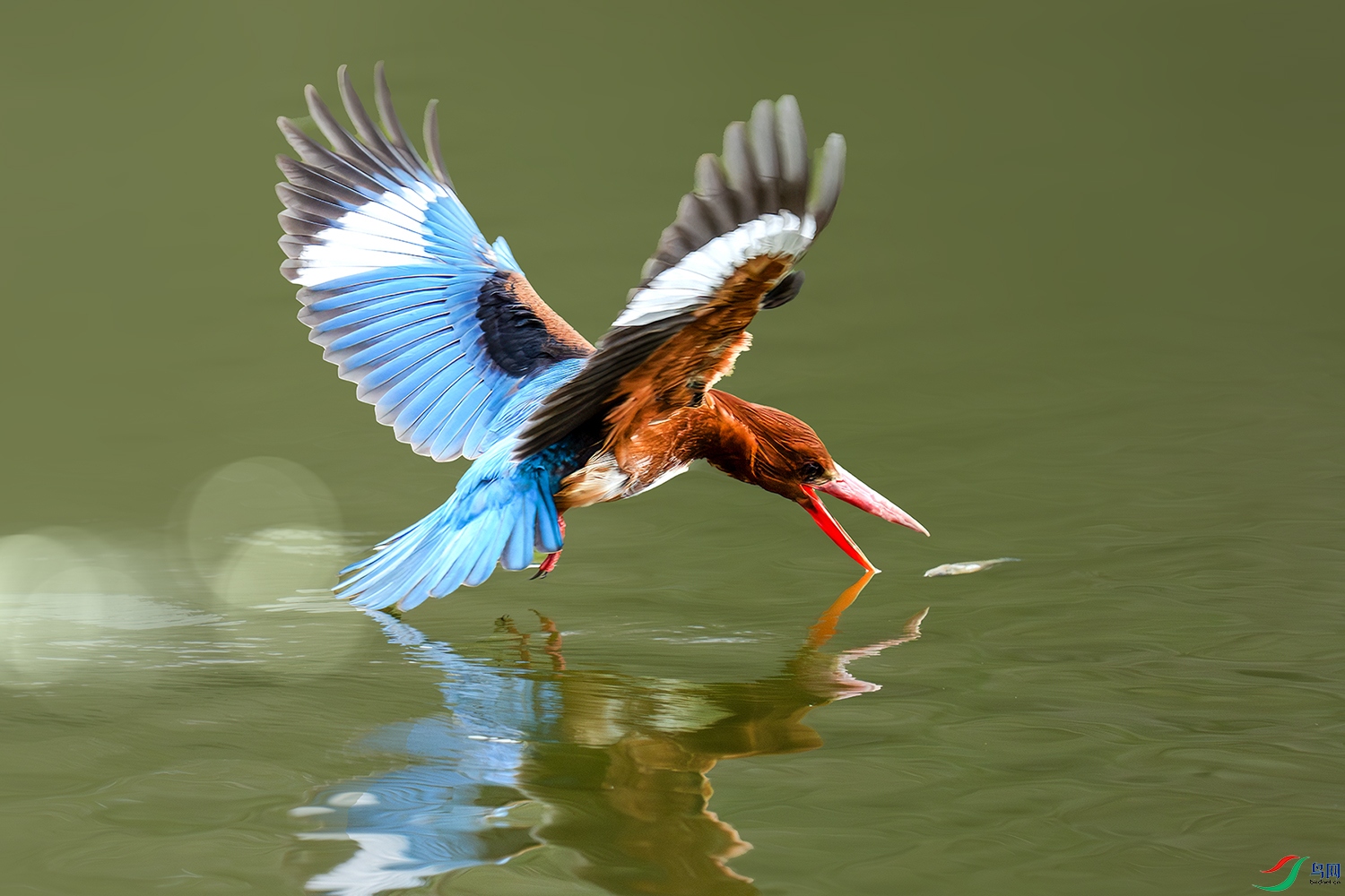 LZW00171-����ǿ-NR ����.jpg