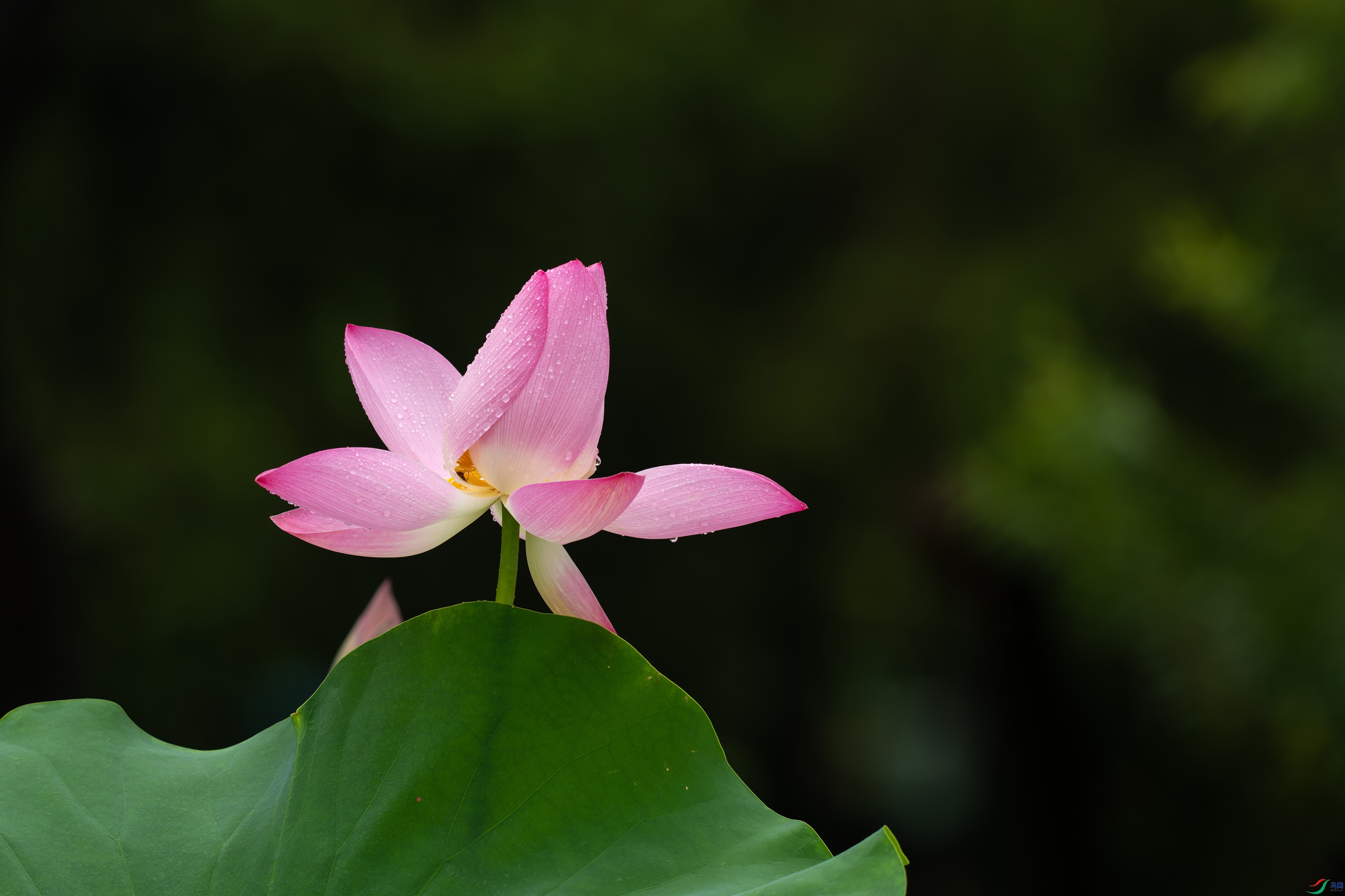 DSC04073.jpg