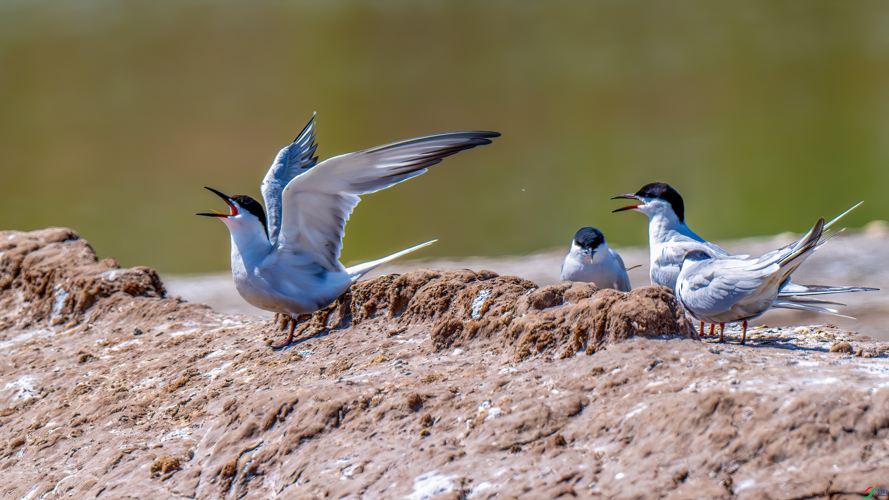 DSC_1478-����ǿ-NR.jpg