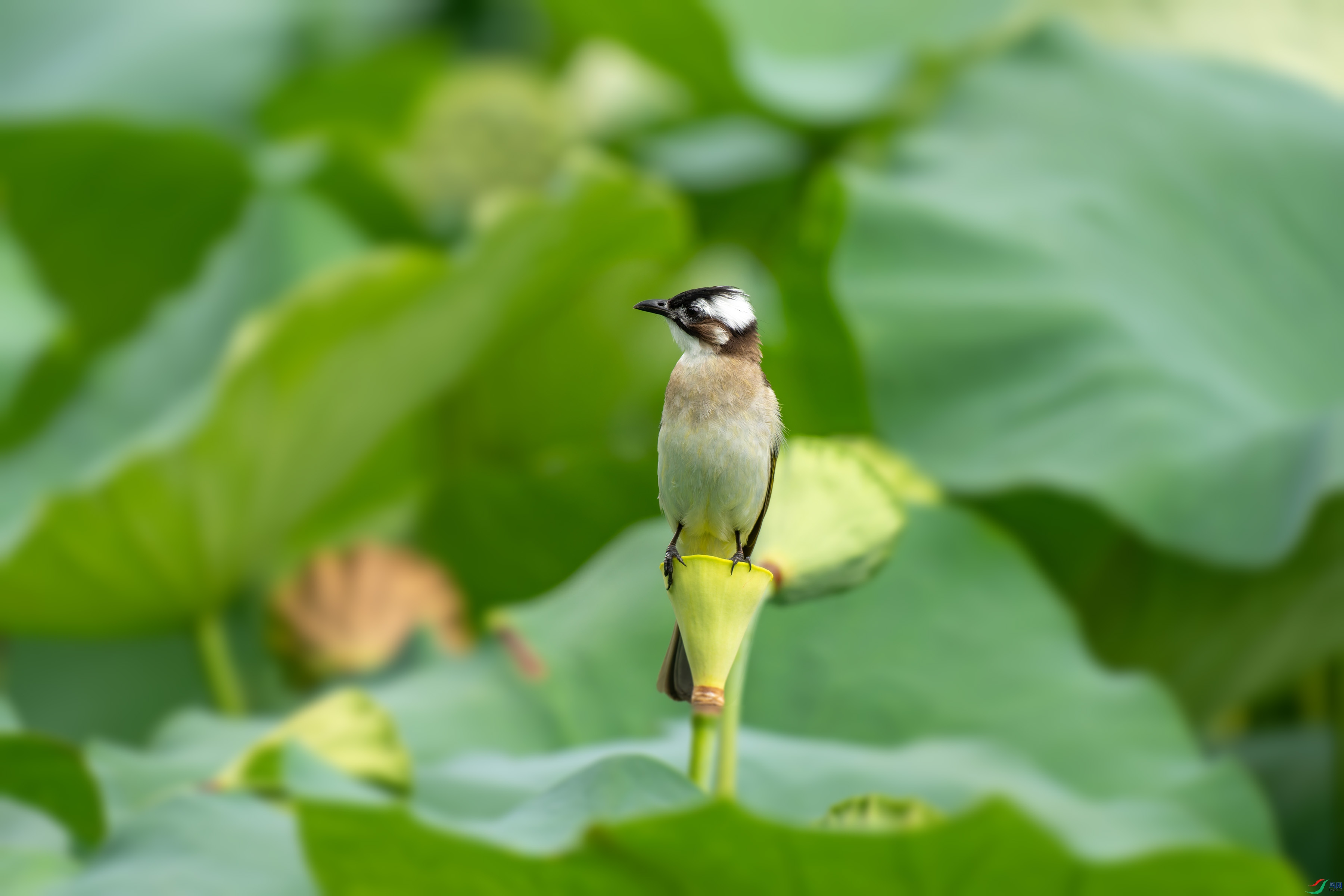 DSC04217.jpg