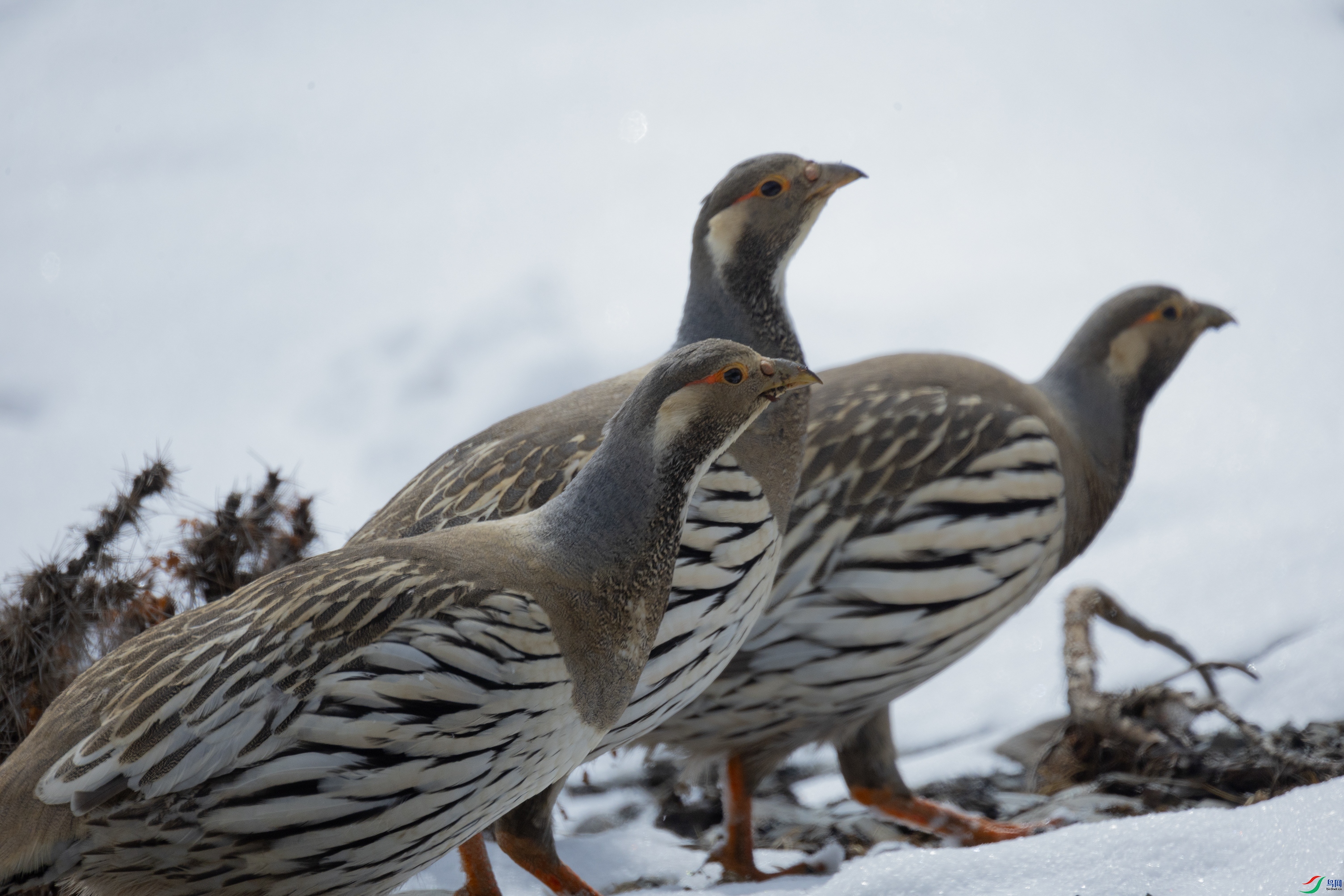 _O7A1302 ����.jpg