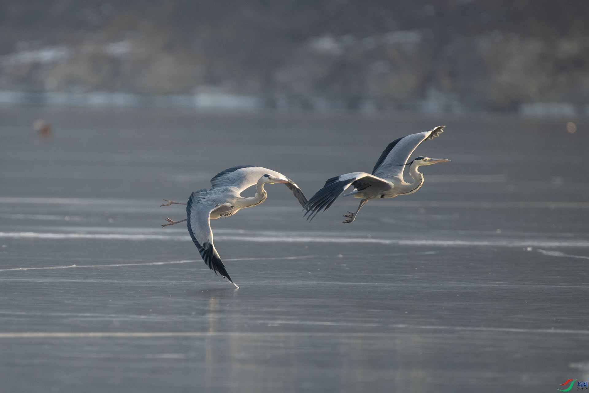 _DSC1442-1x8.jpg