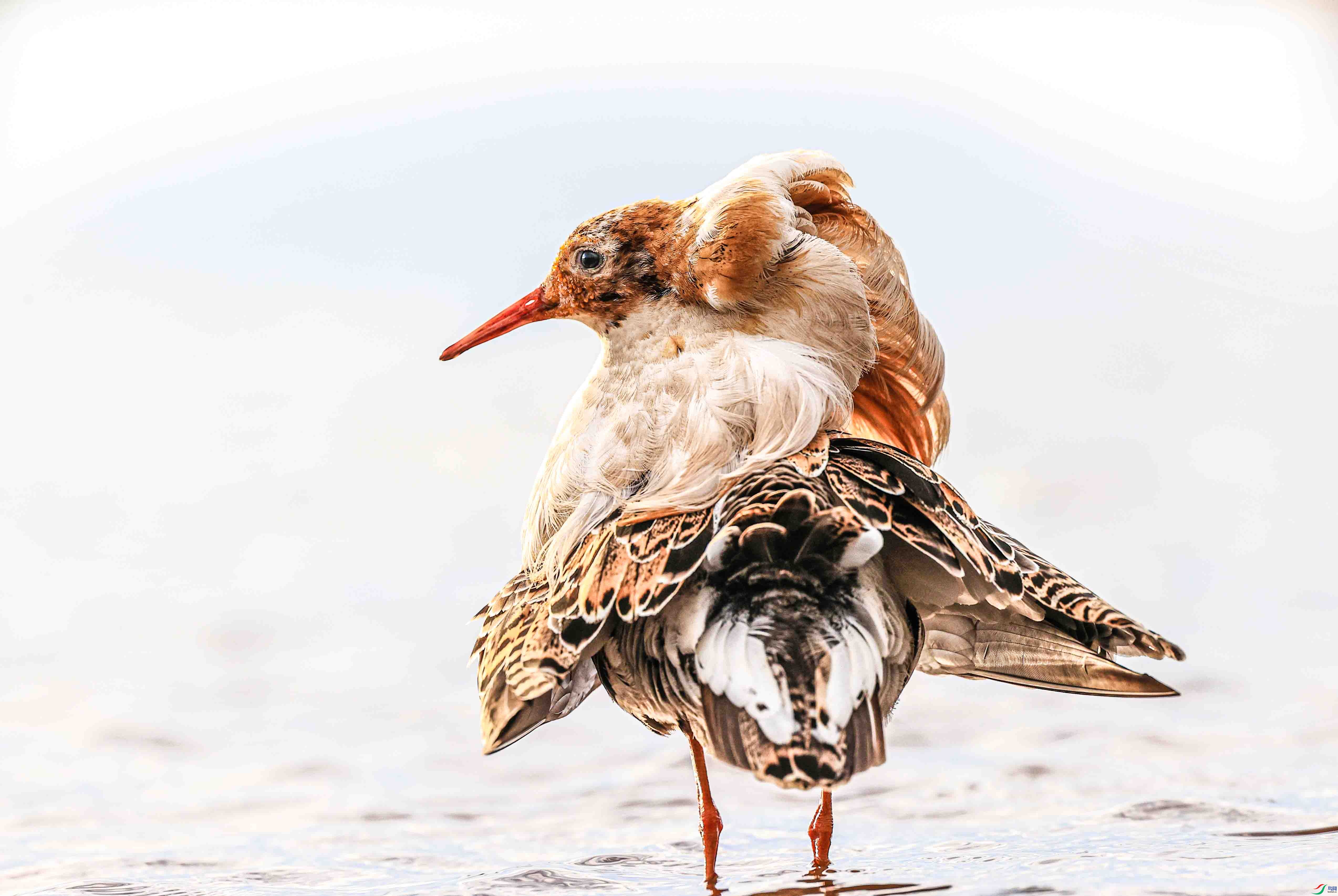 ��ë�������� ����.jpg