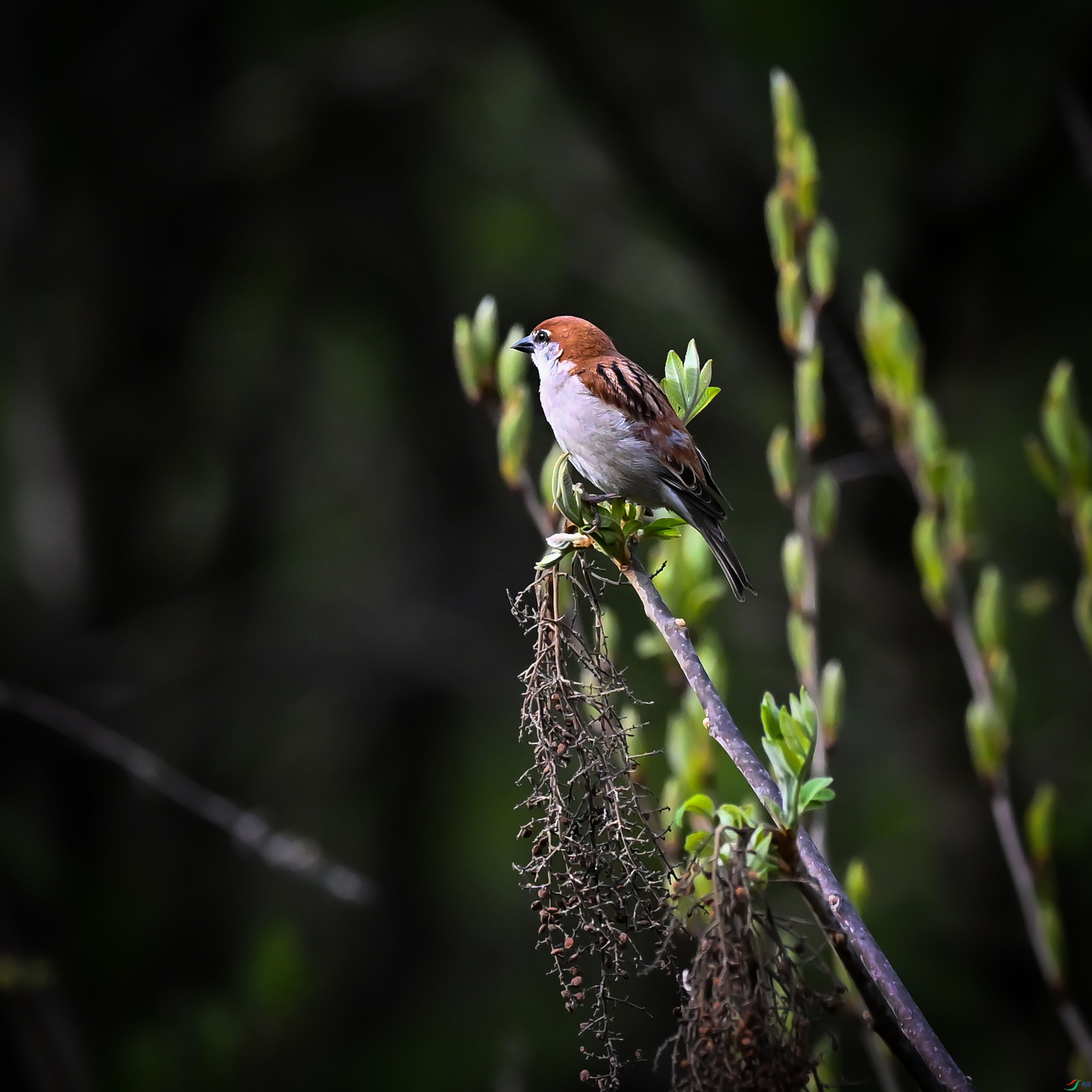 DSC_7040.jpg