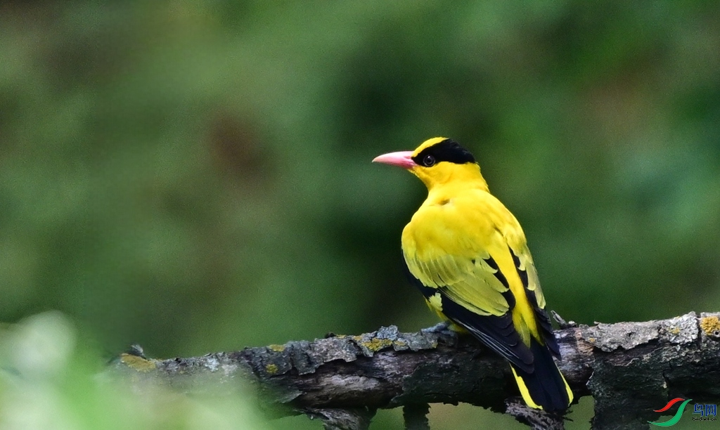 DSC_4702 - ����.JPG